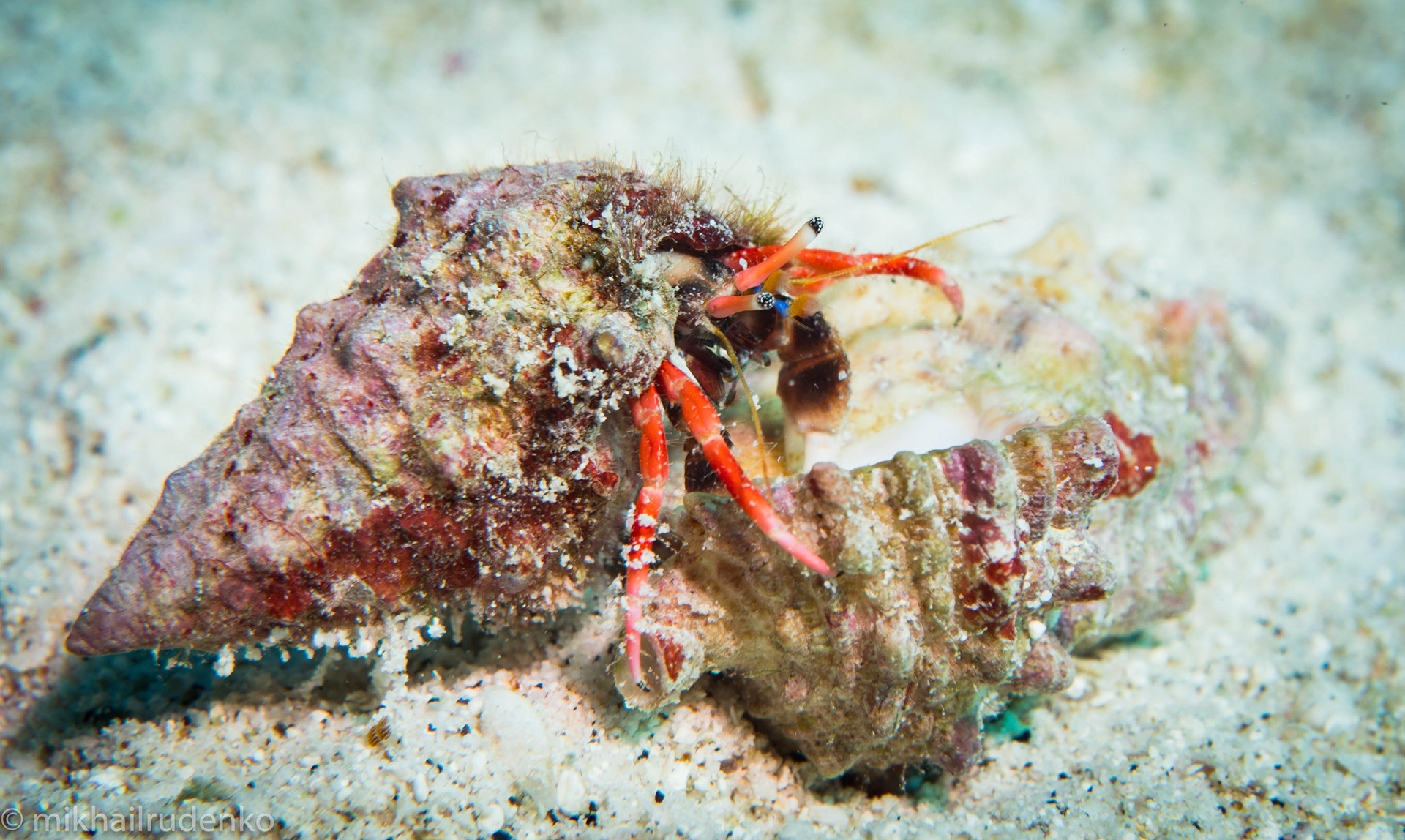 40. laurent' Hermit crab checking out potential new home