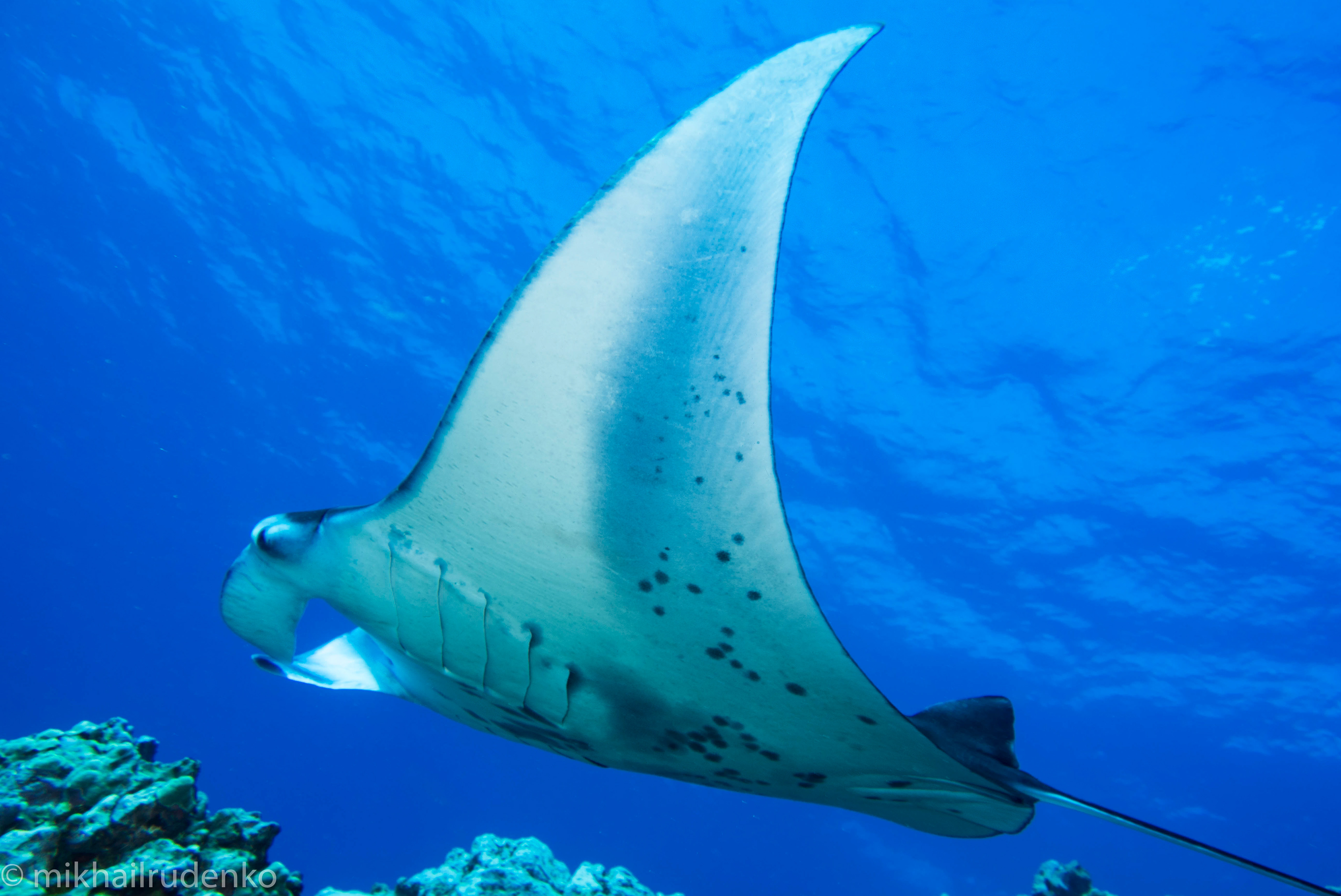 18. Manta Ray