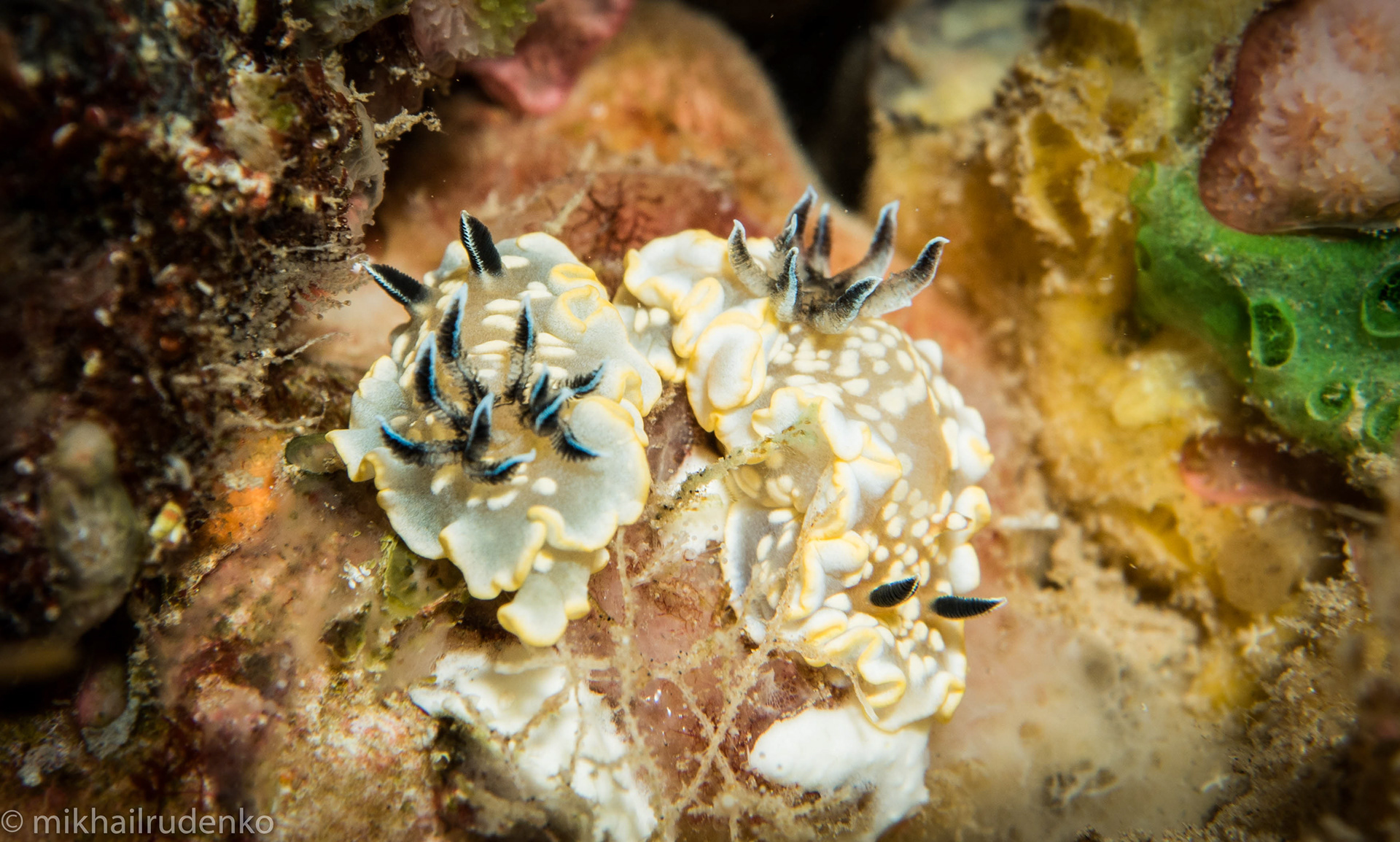 45. Tom Smith's nudibranchs mating