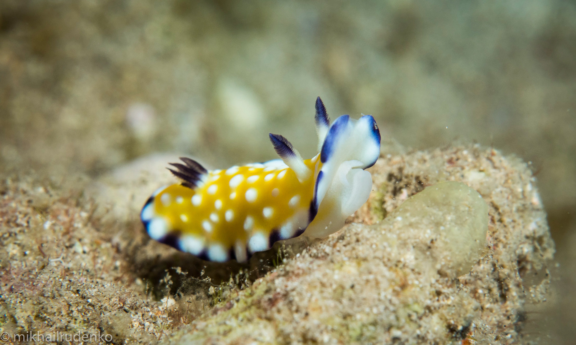 37. Trembling nudi