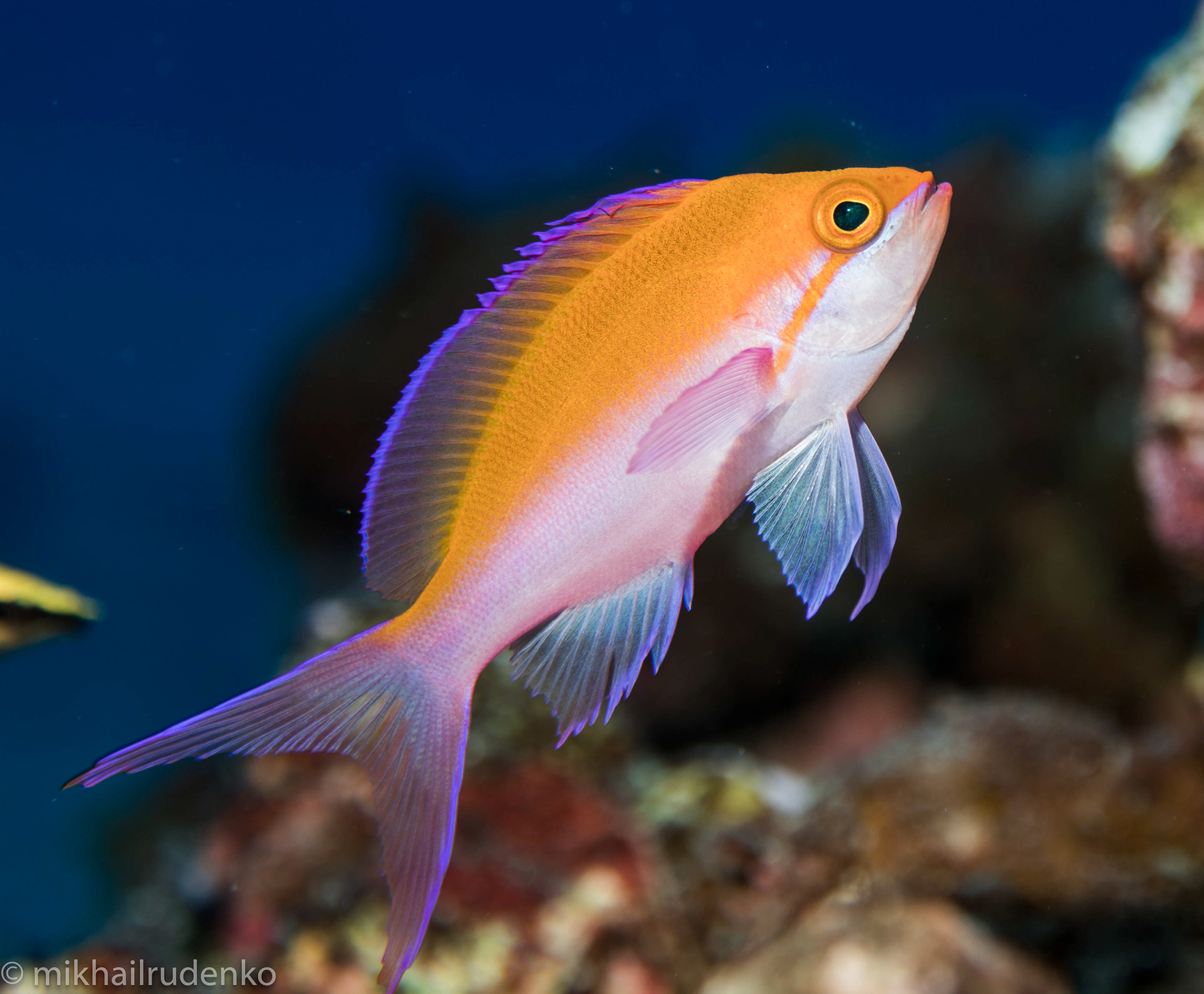 44. Bicolor Anthias