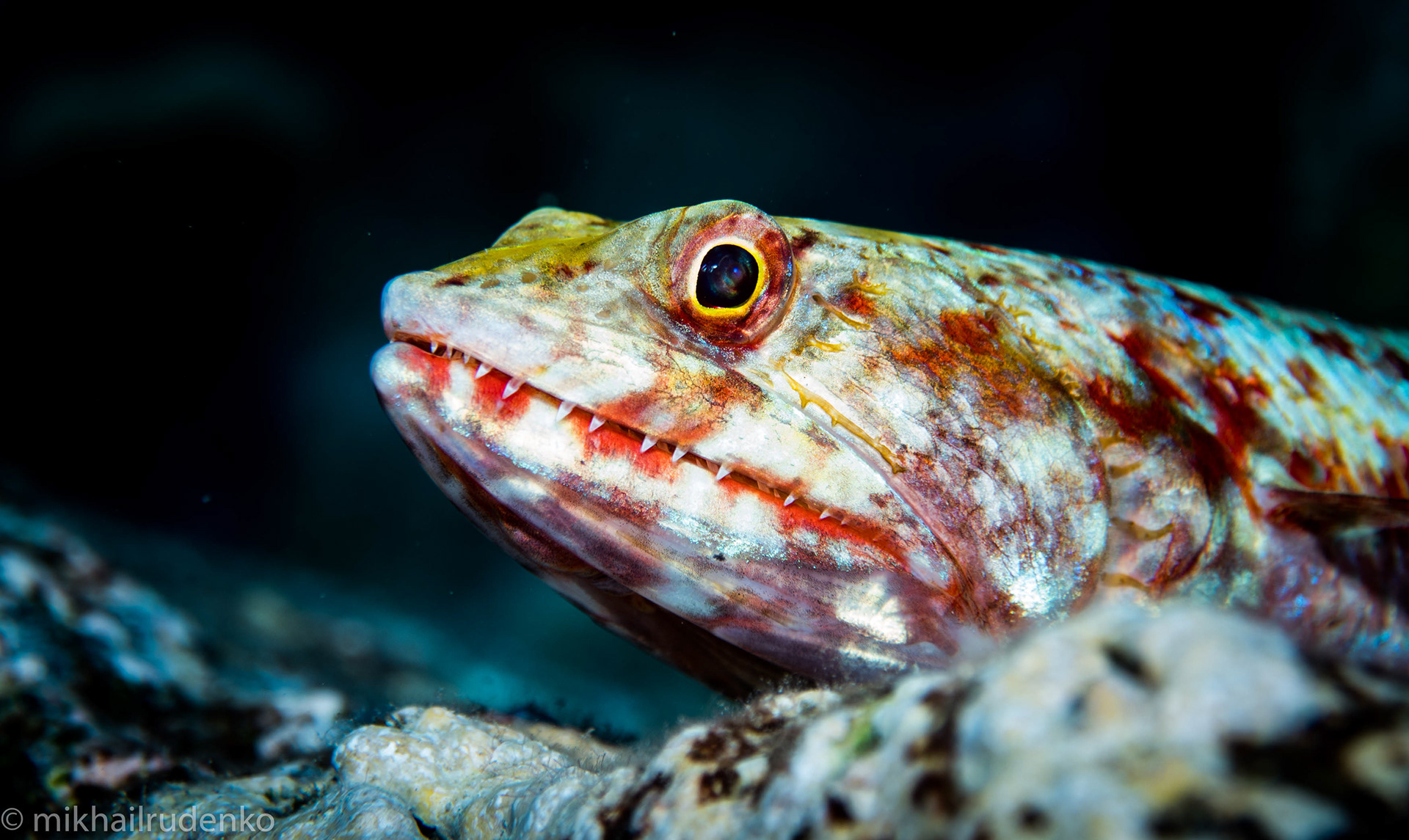 22. Reef Lizardfish