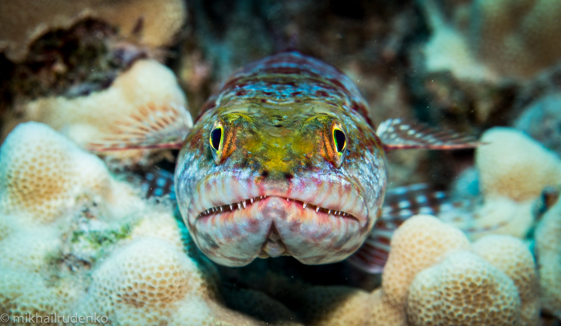 20. Reef Lizardfish