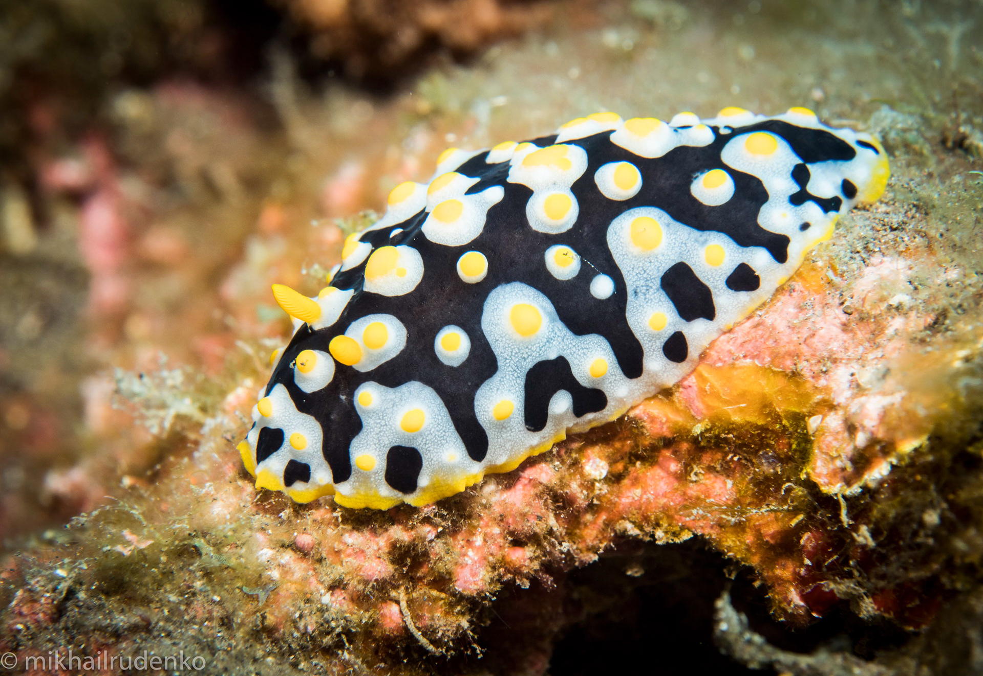 15. Phyllidia fissurata