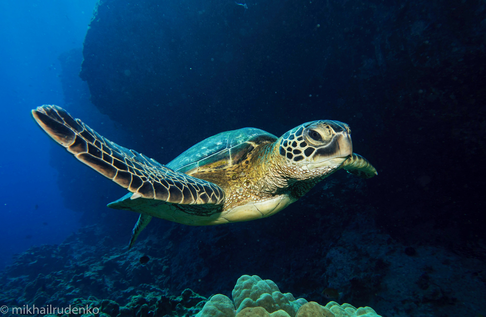 6. Green Turtle "hi-five"