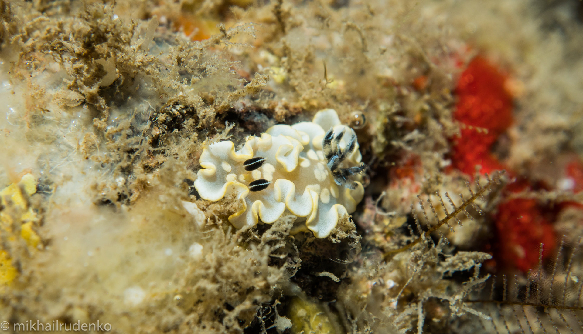 27. Tom Smith's nudi