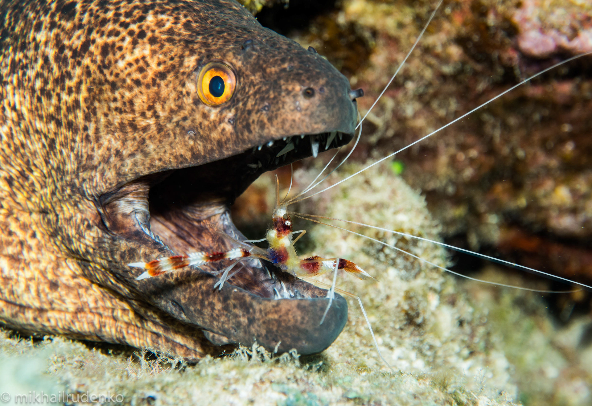 16. Yellowmargin moray and Banded Coral shrimp