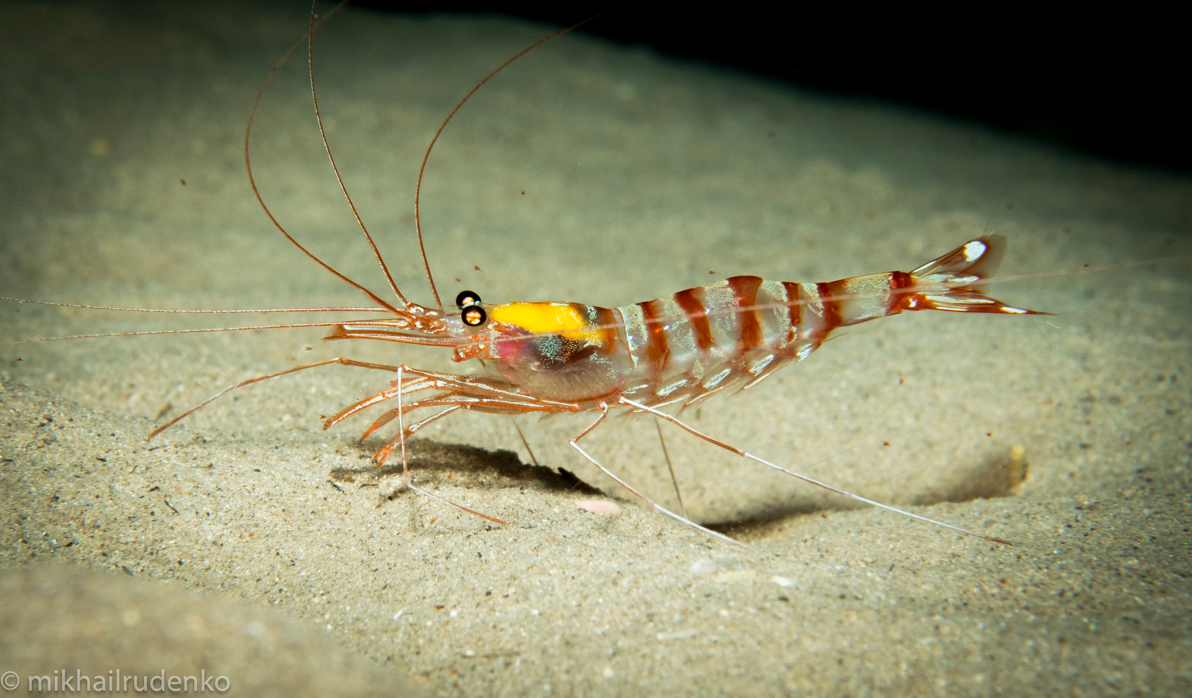 2. Candy Cane Shrimp