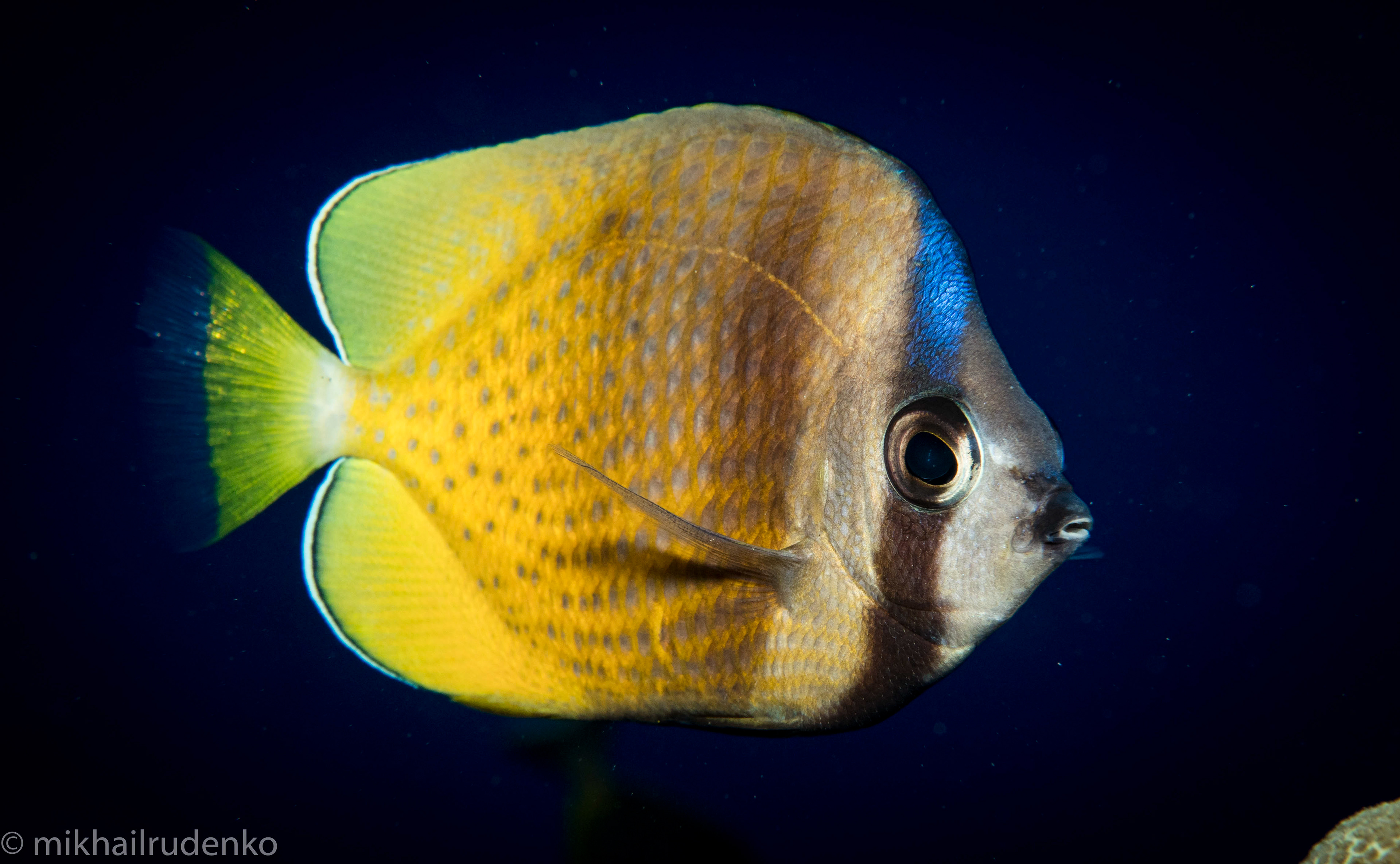 1 . Blacklip Butterflyfish