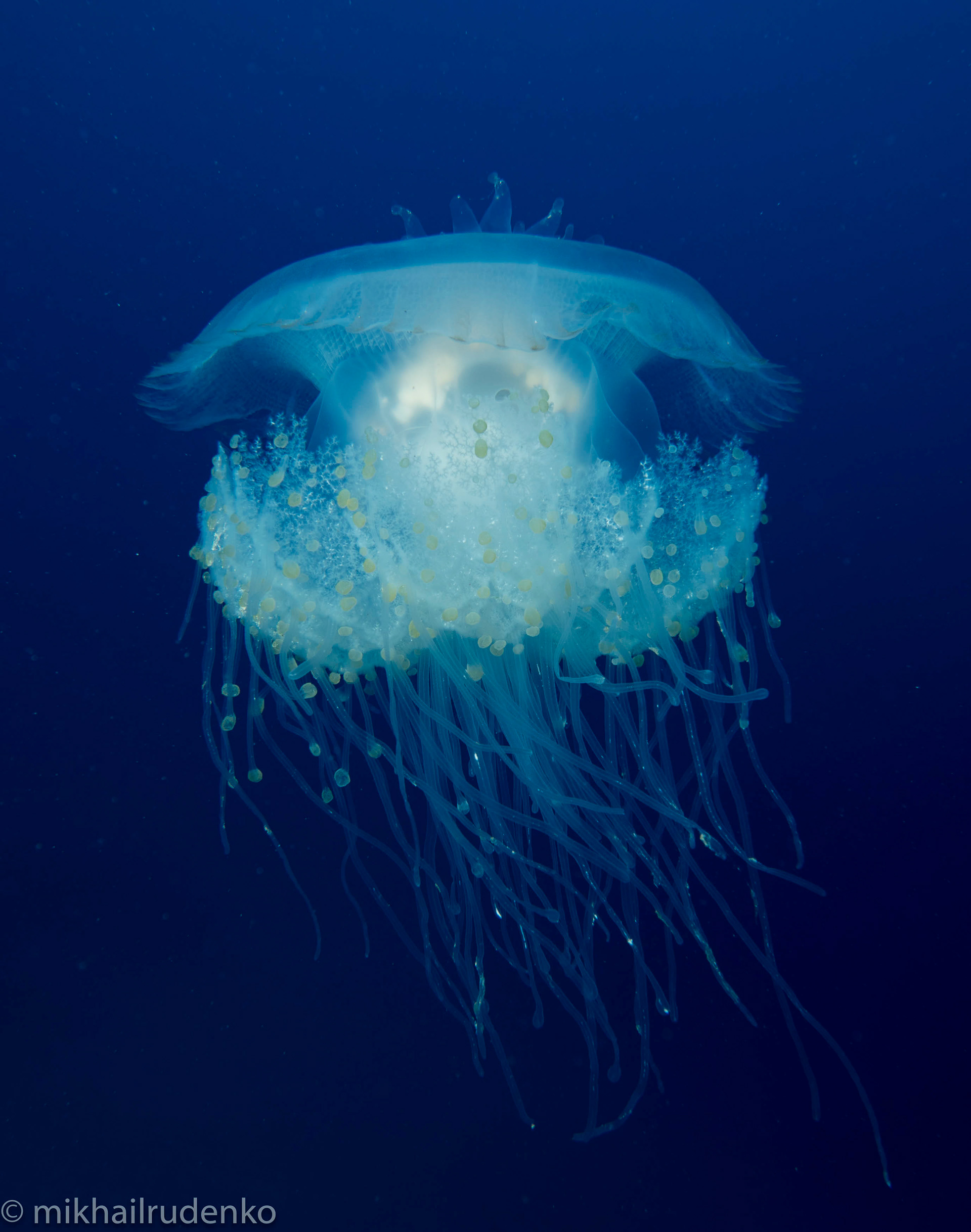 24. Crowned Jelly