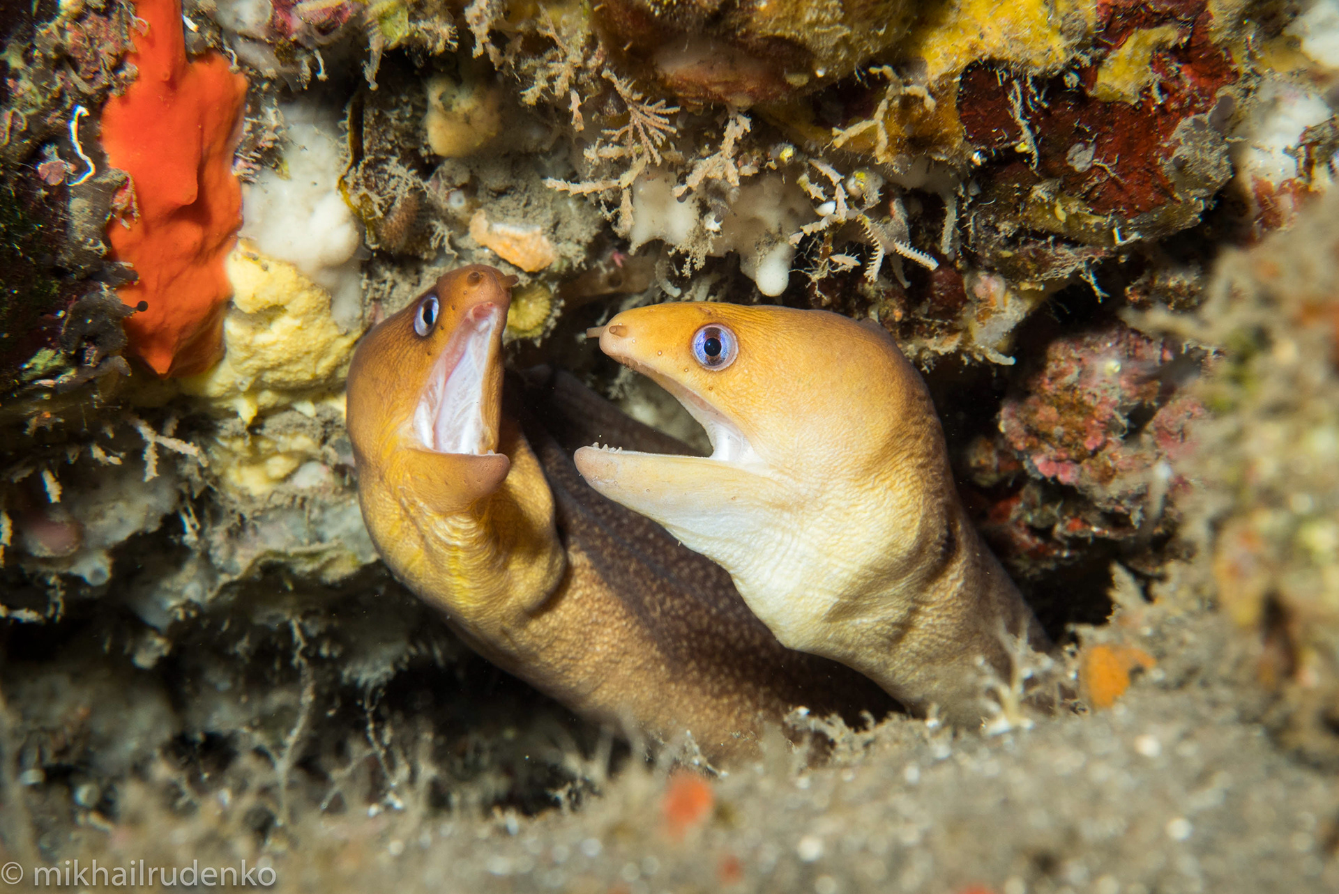 20 Two Dwarf moray eels