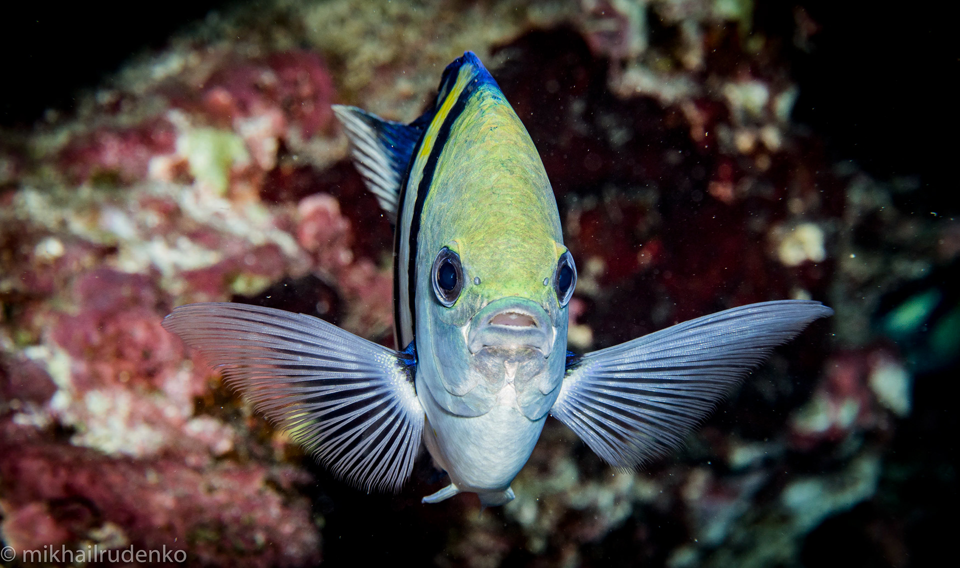 18. Sergeant Major Damselfish