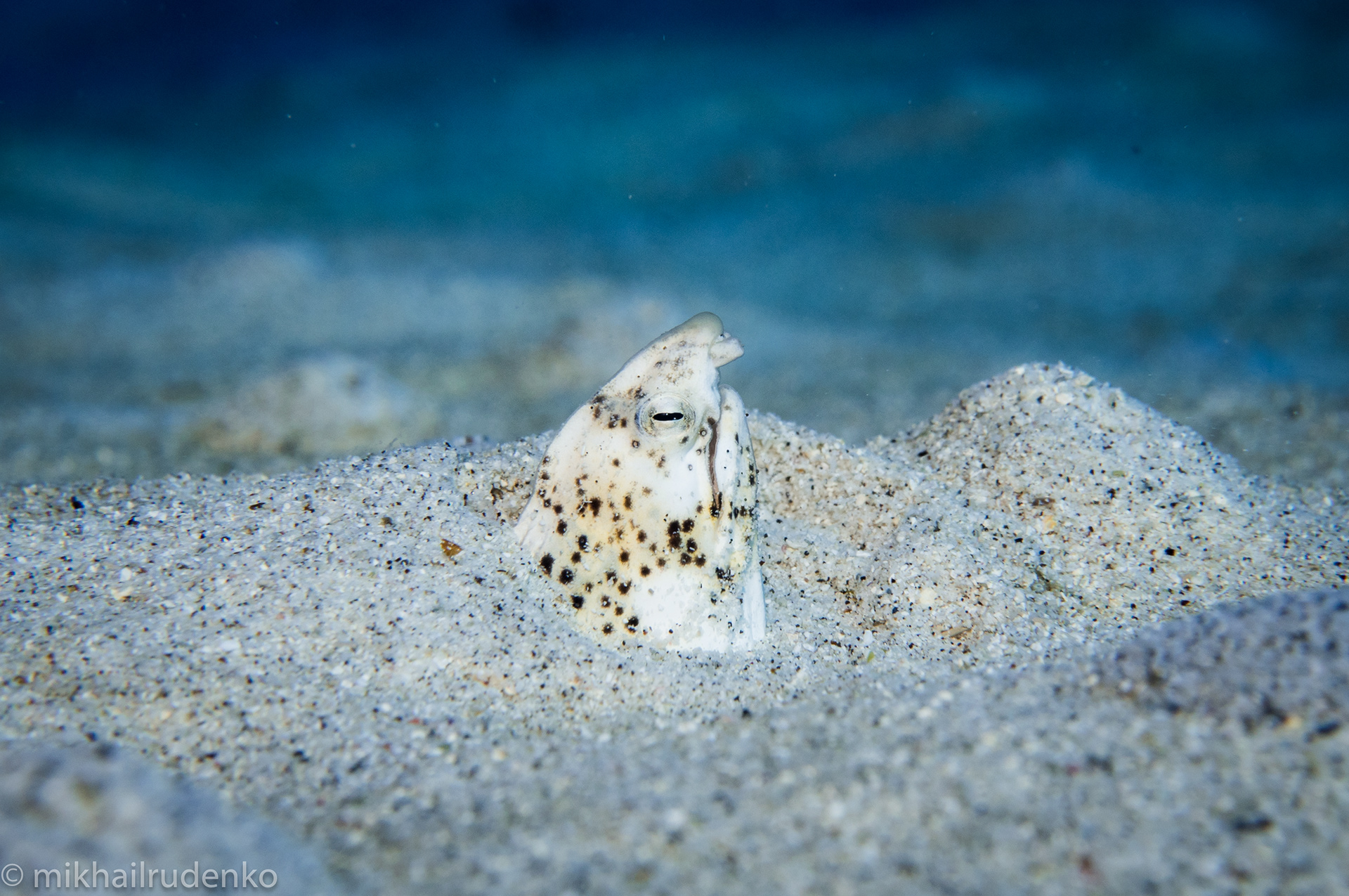 9. Freckled snake eel