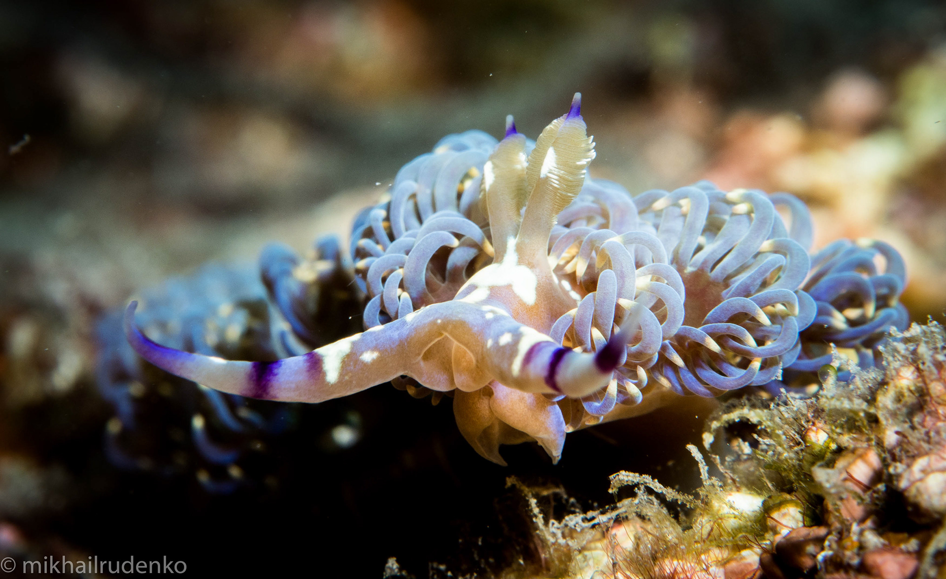 33. Blue Dragon nudi mugshot 