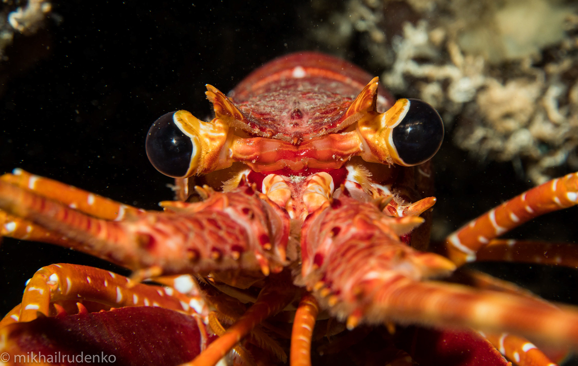 77. Long-Handed Spiny lobster