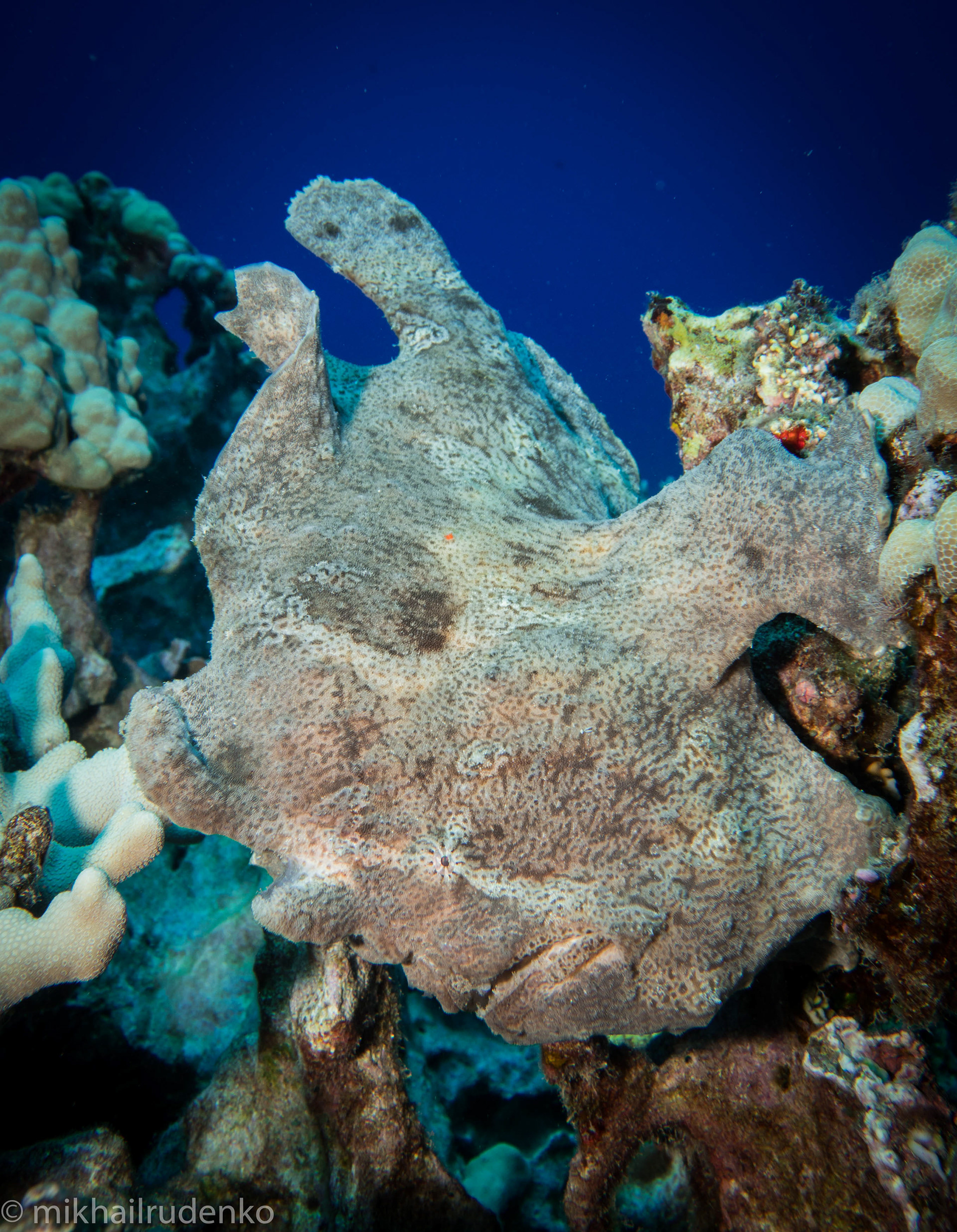 37. Dwayne "The Rock"