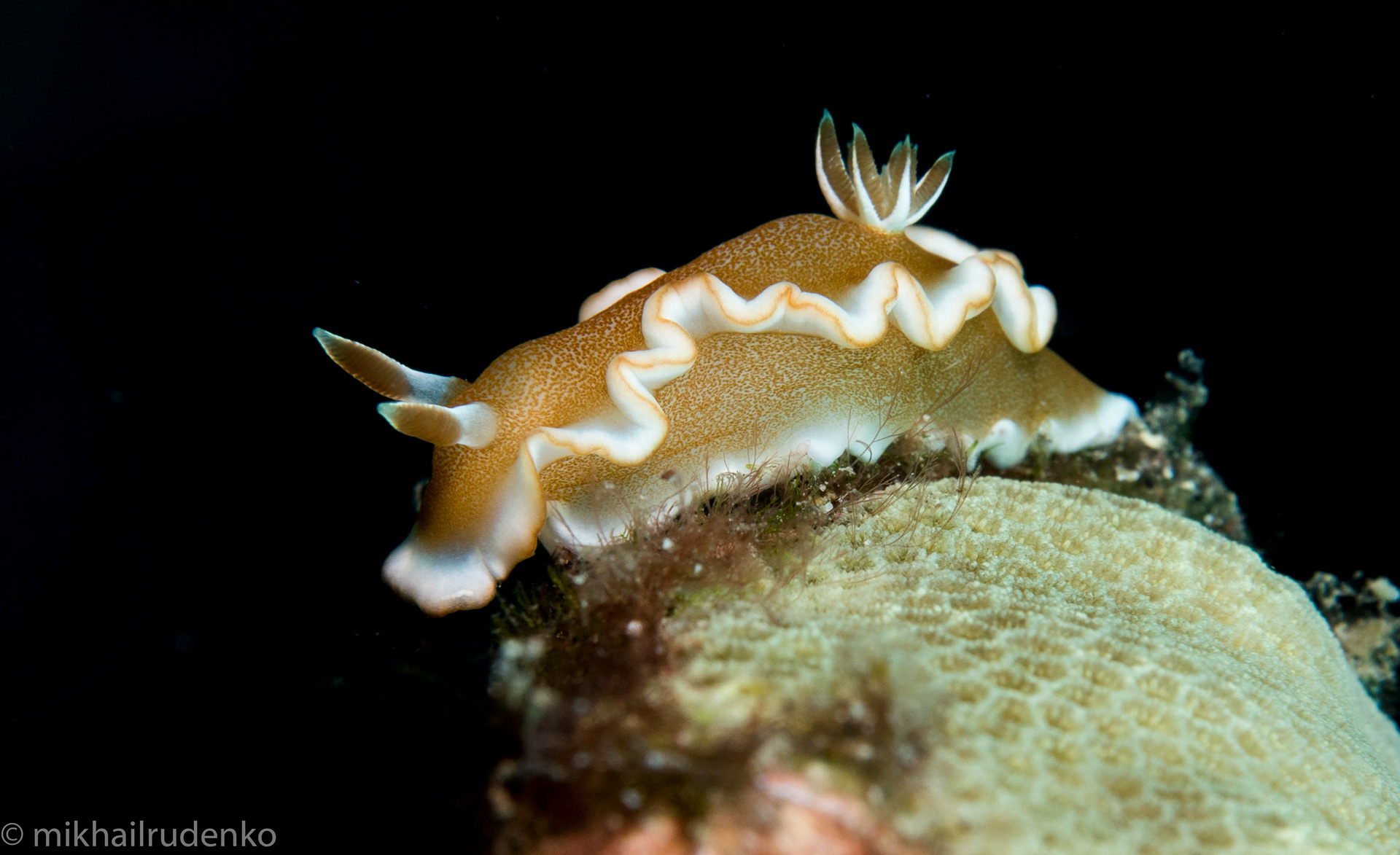 19. White-Margin Nudibranch