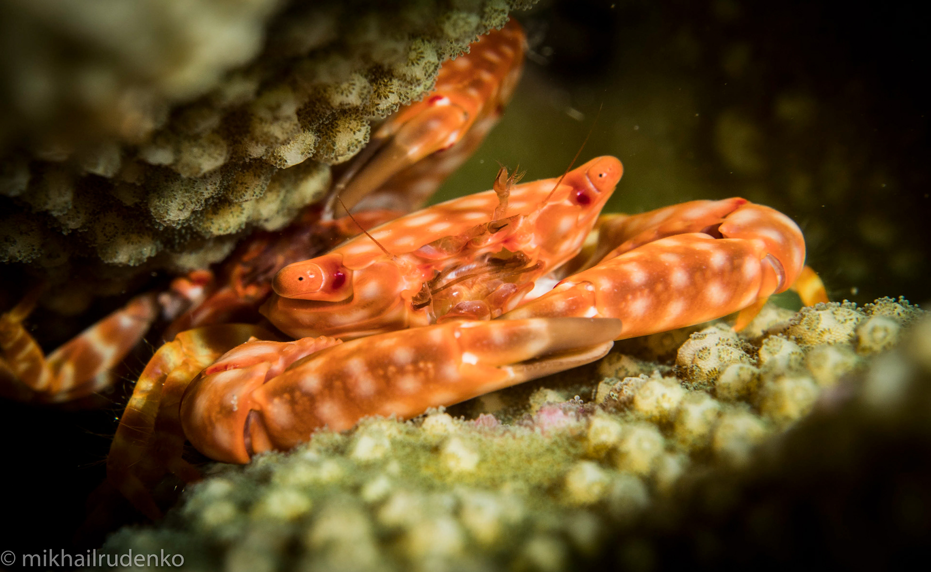 10. Yellow-Spotted Guard crab