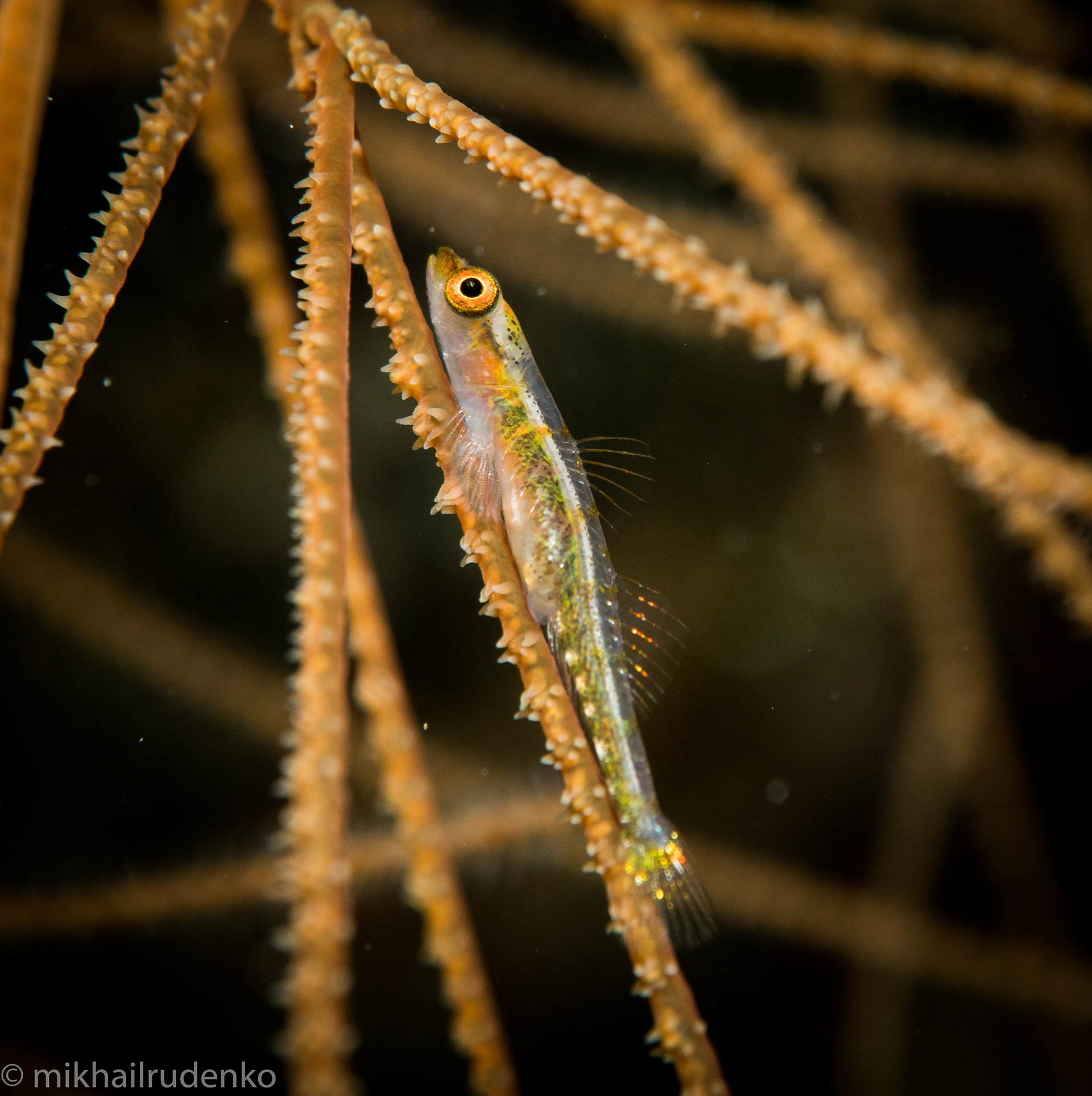 34. Black Coral Goby
