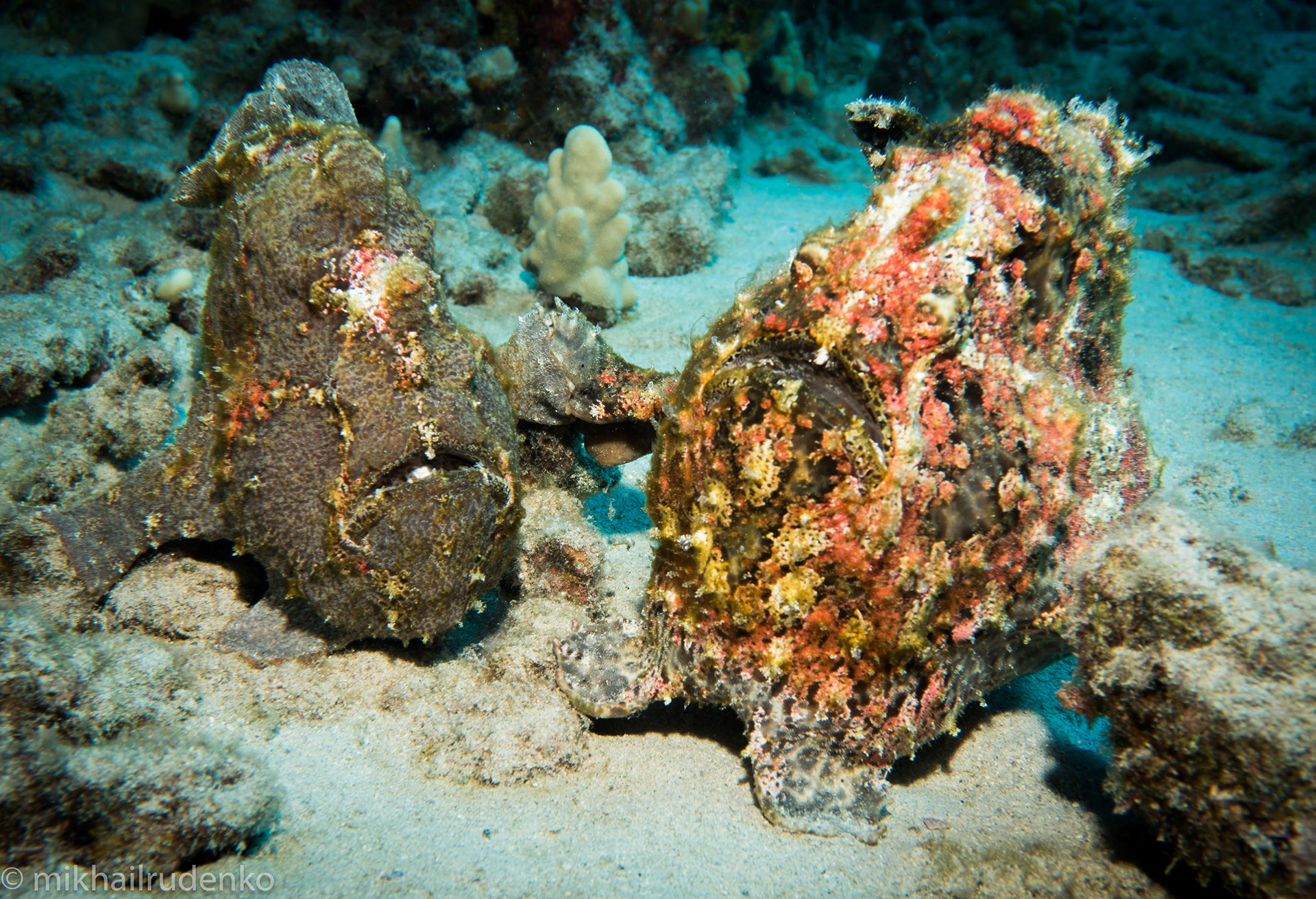 28. Frodo and Big Mama holding hands