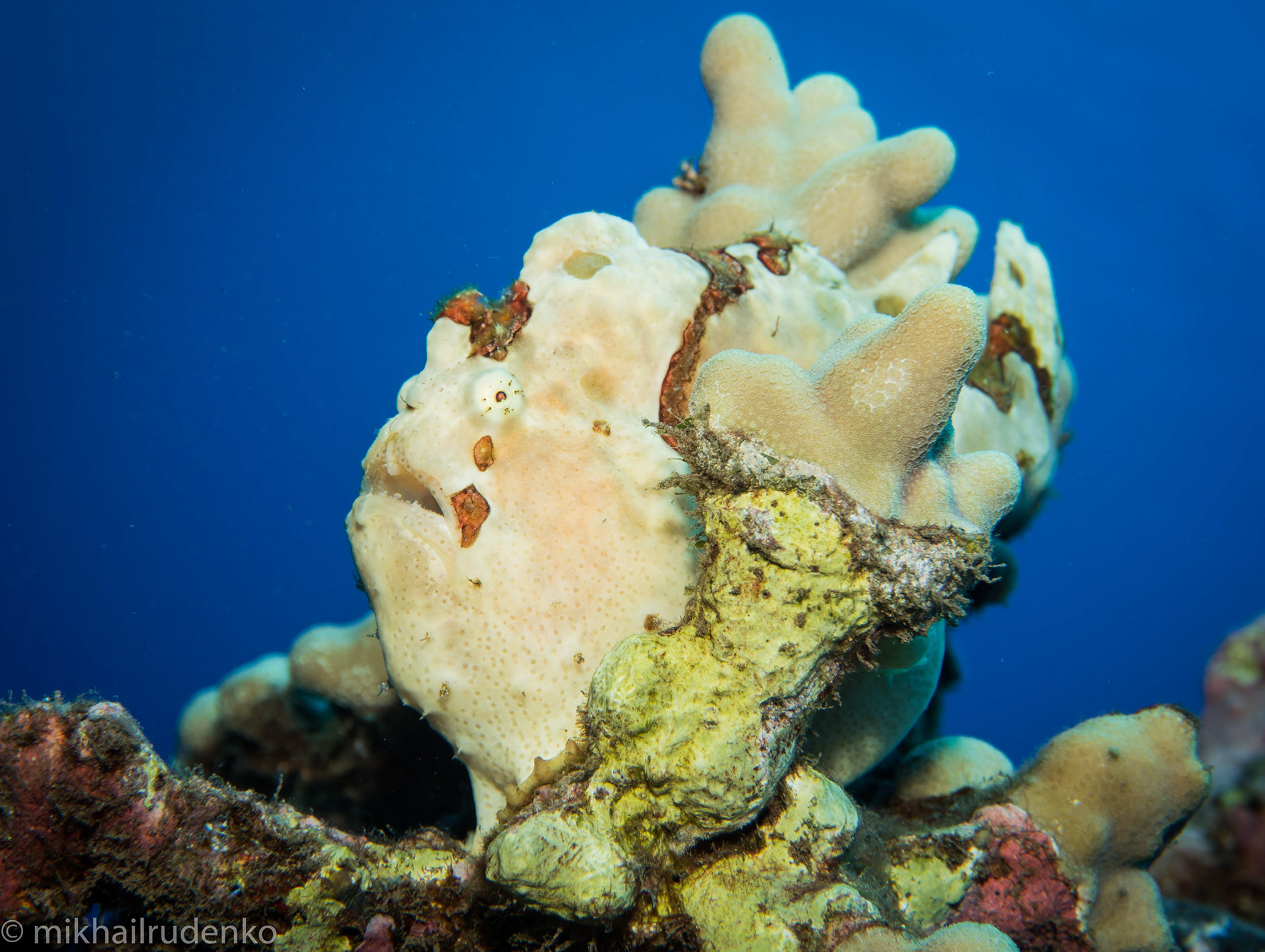 41. Commerson's Frogfish (no name given)