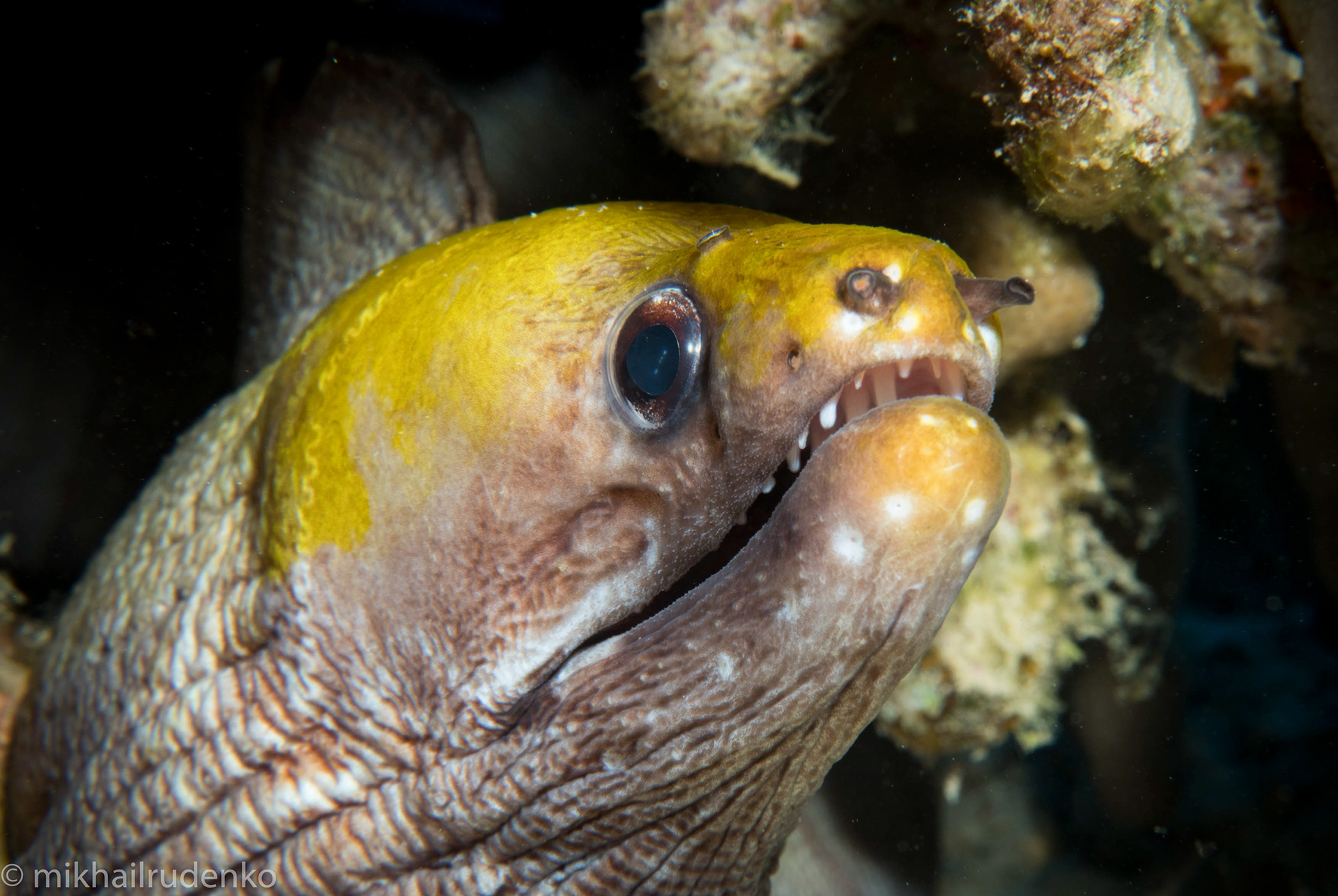13. Yellowhead moray