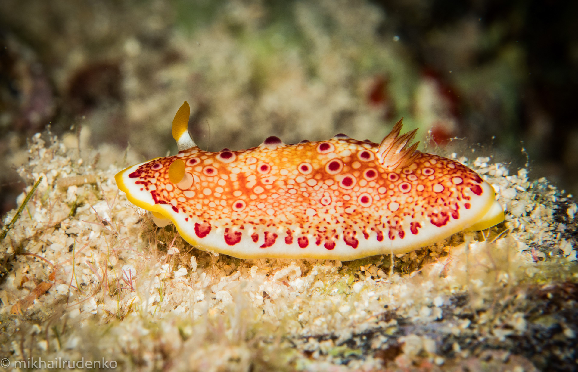 10. Red-Spotted nudi