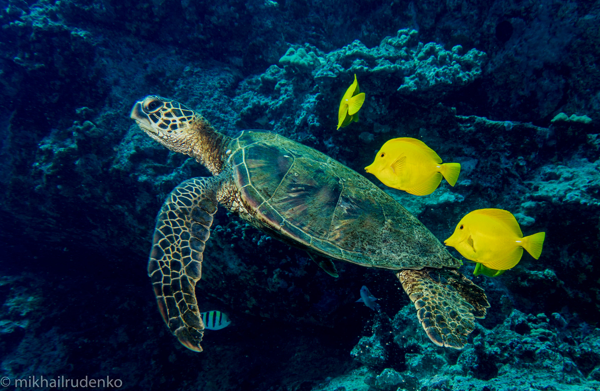 16. Green Turtle
