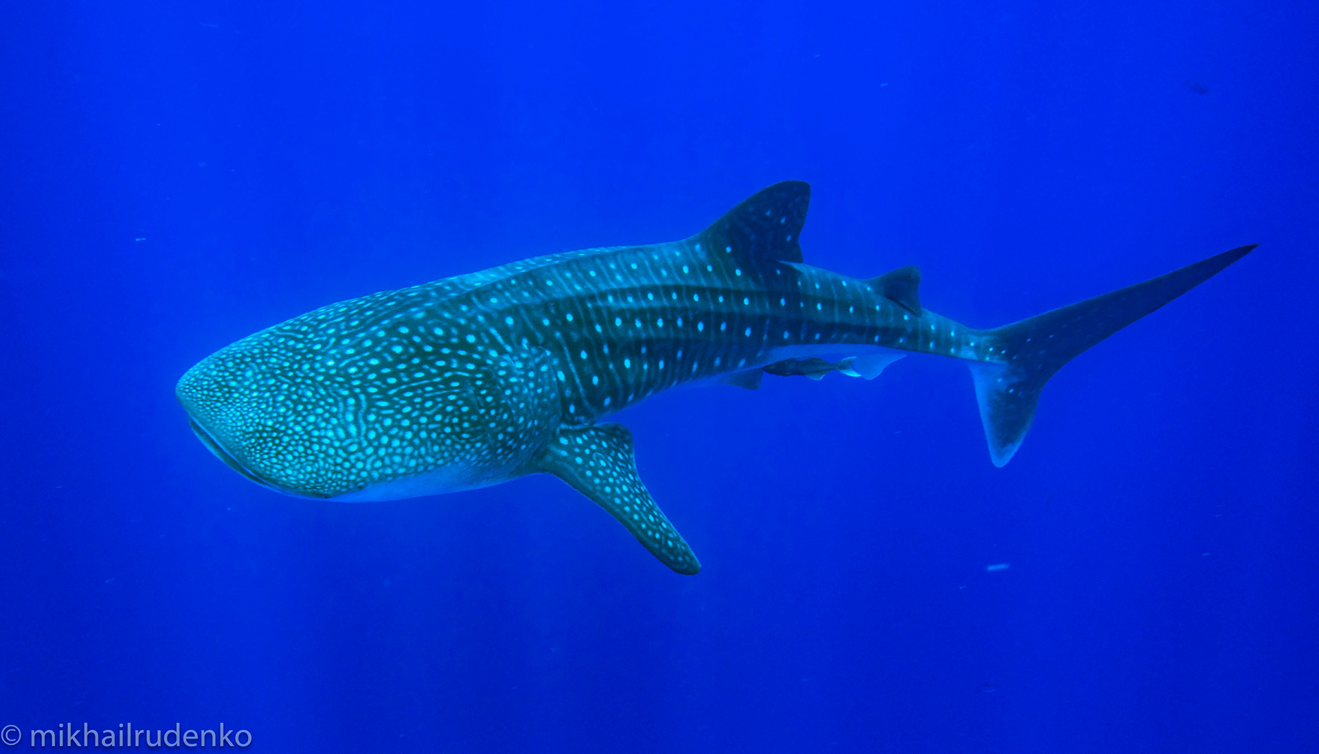 4. Whale Shark