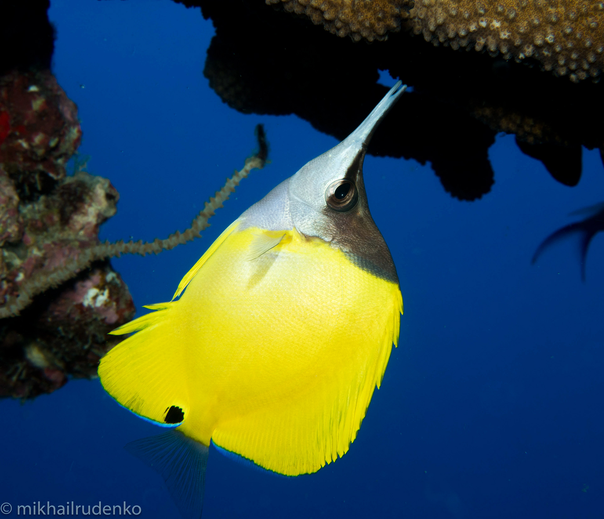 81. Longnose Butterflyfish 