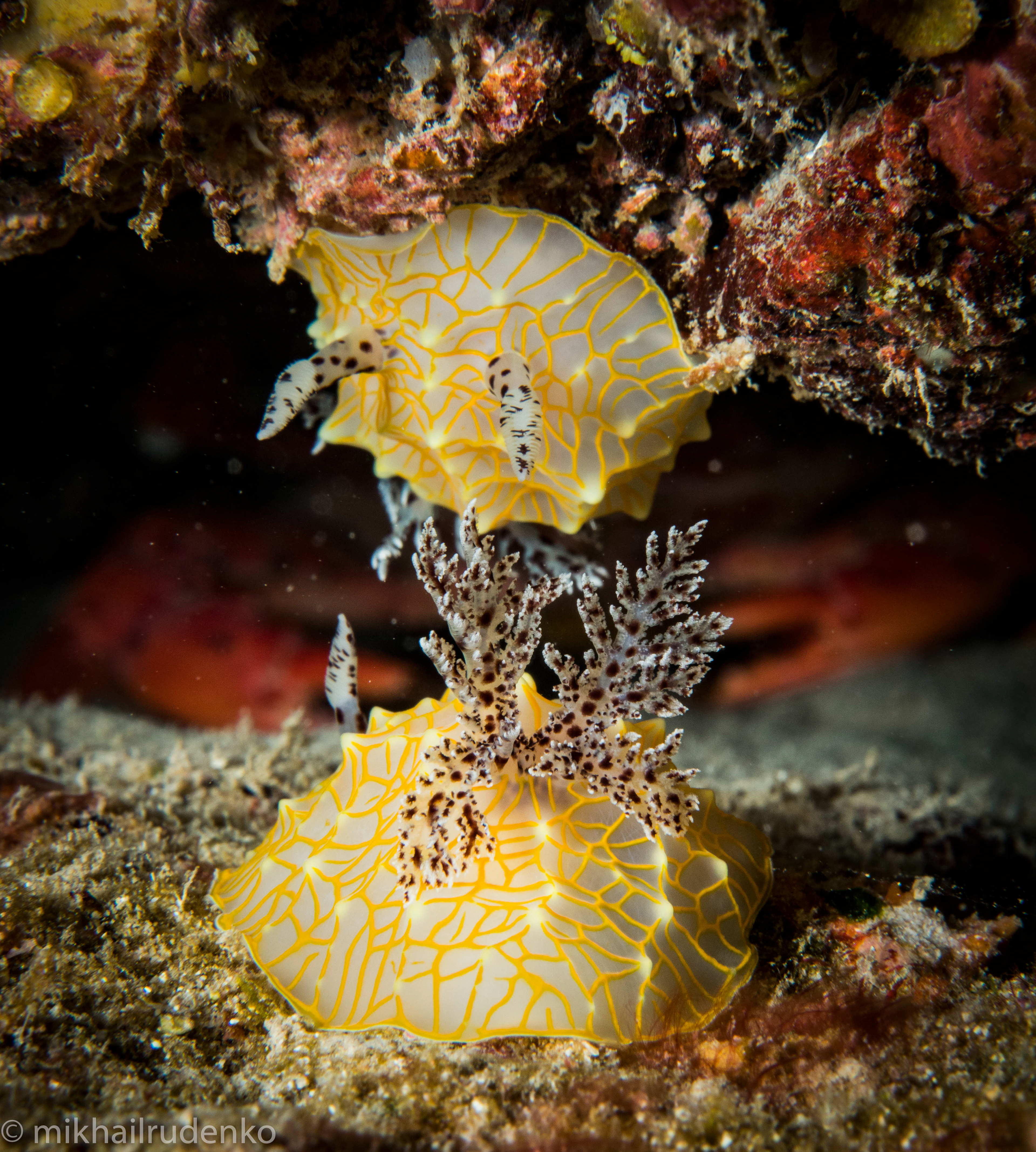 11. Two Gold-Lace Nudibranchs 
