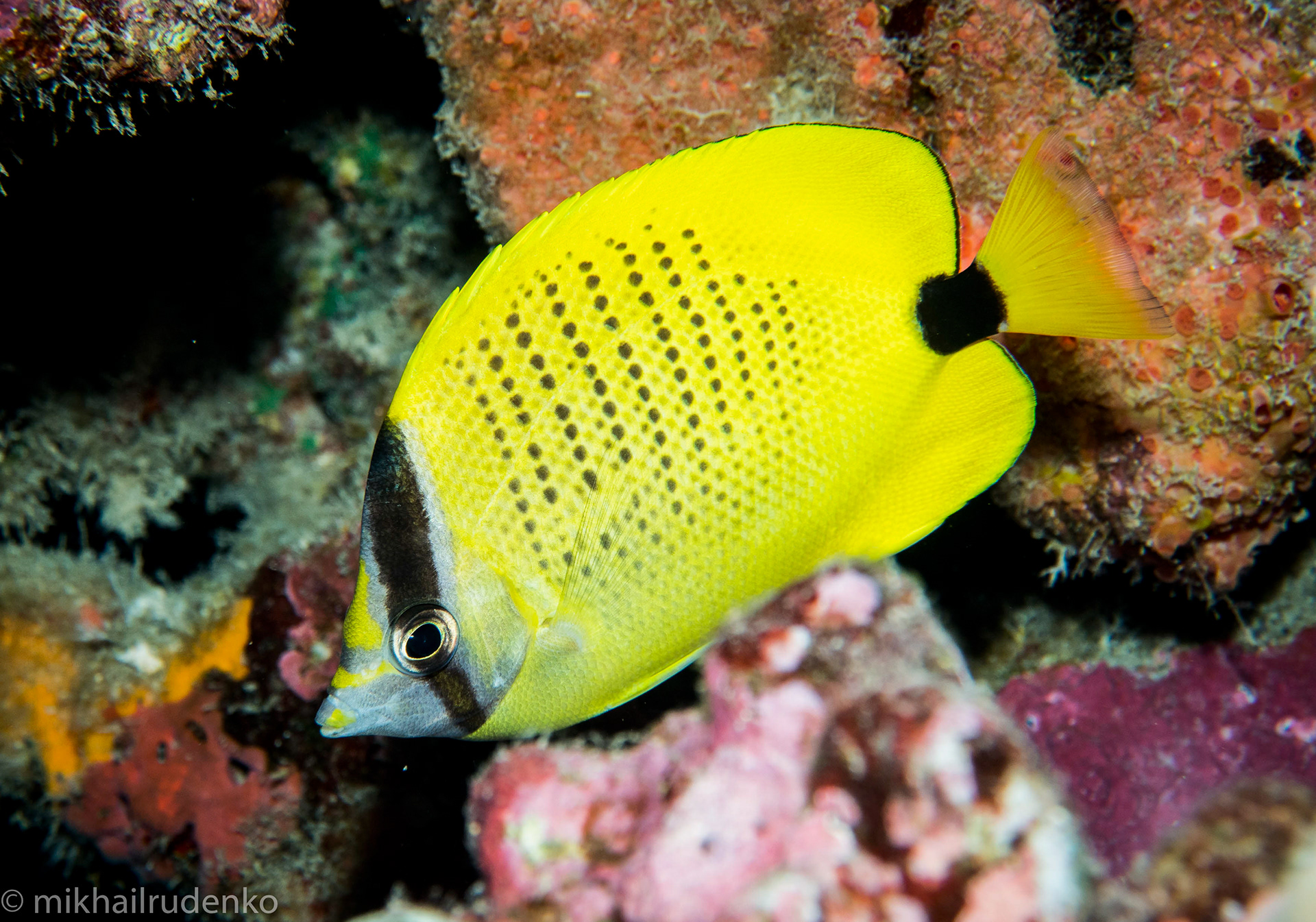 47. Milletseed Butterflyfish