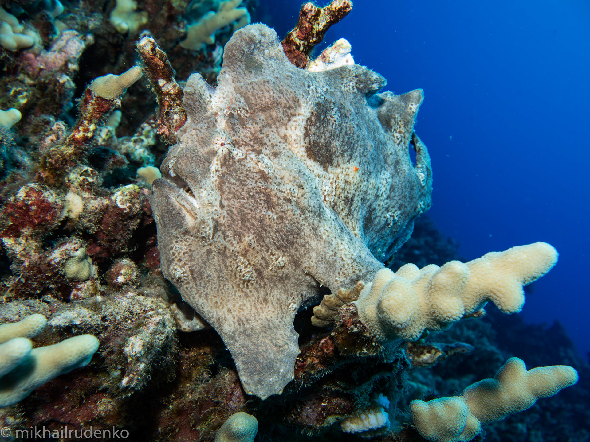 20. Dwayne "The Rock"