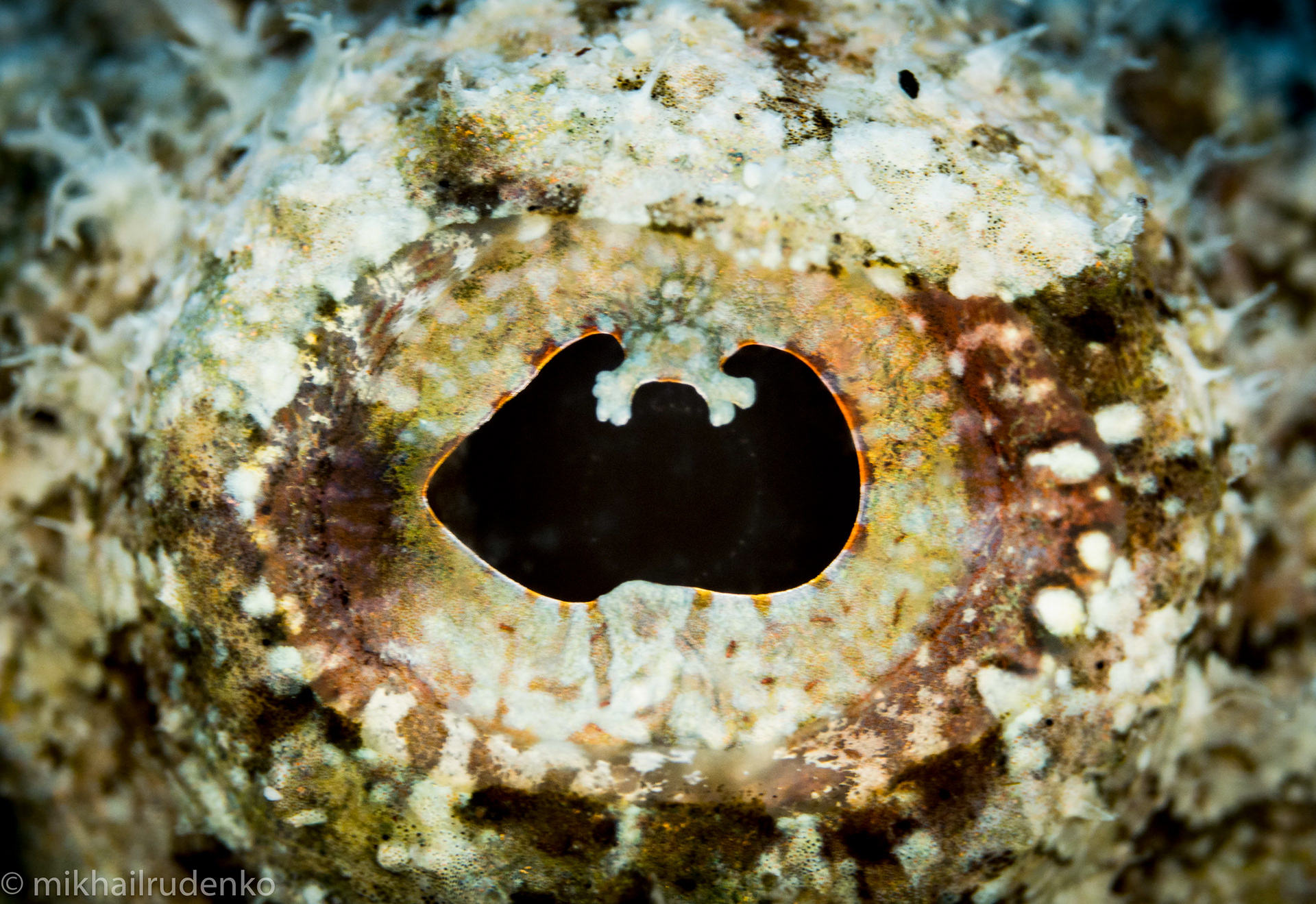 38. Eye of a Devil Scorpionfish