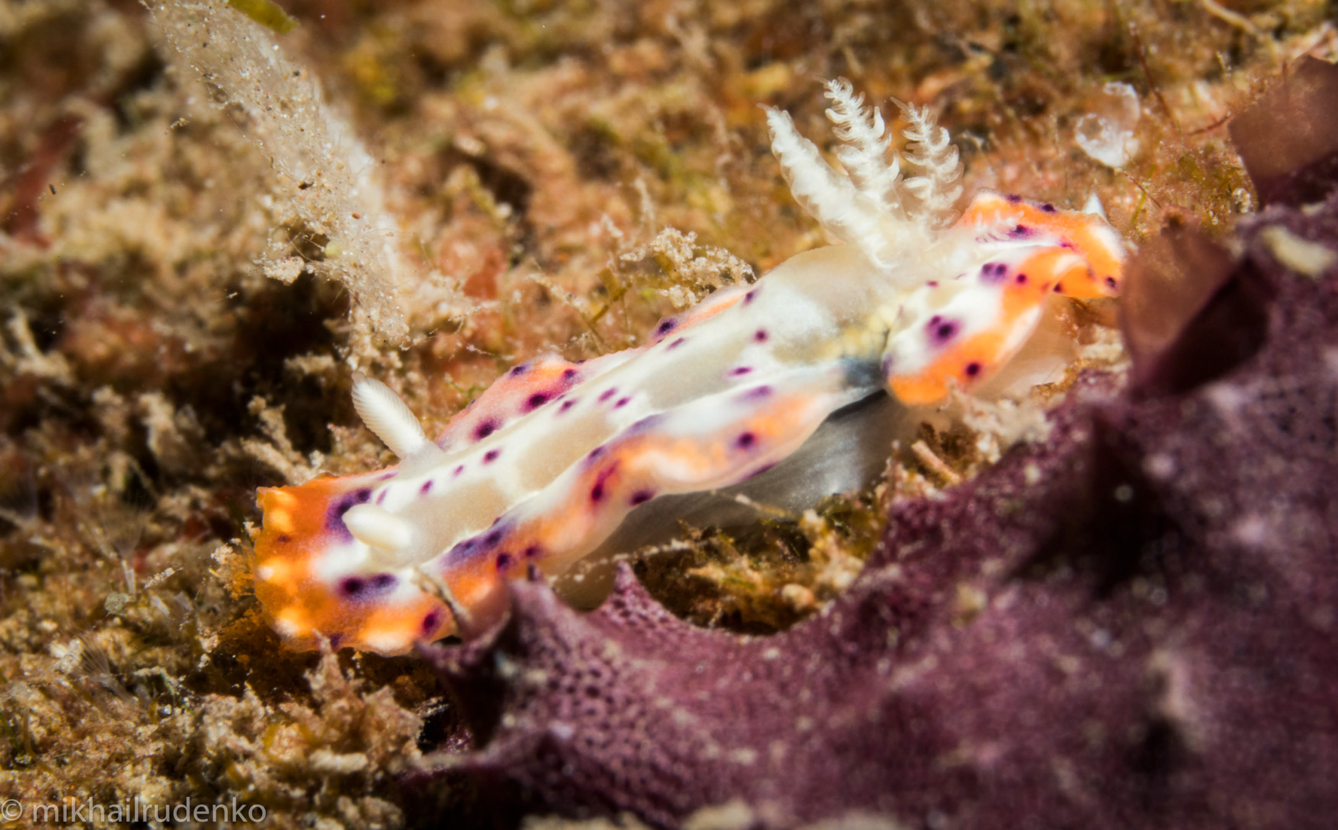 36. Decorated Nudibranch