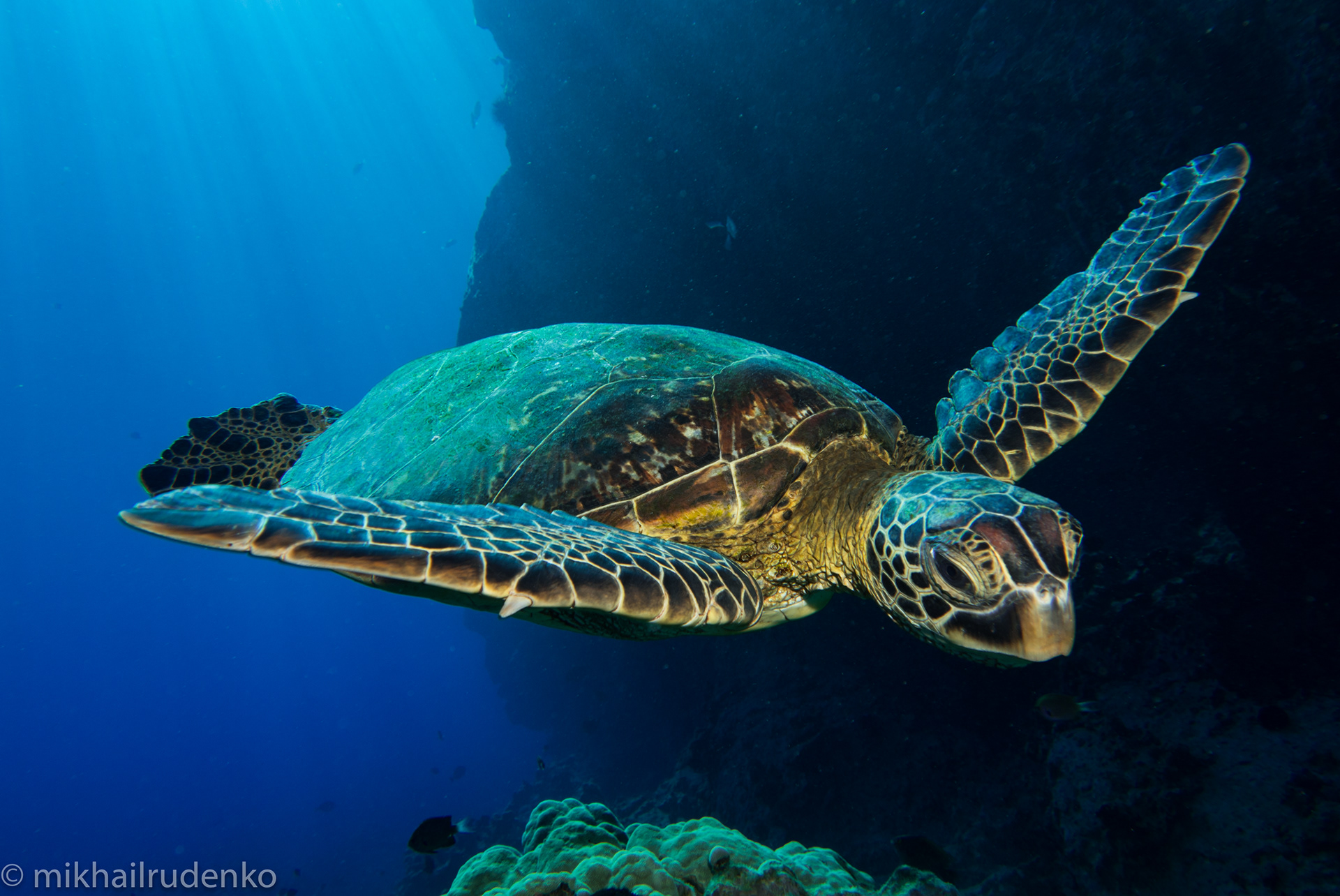 1. Green Turtle crousing