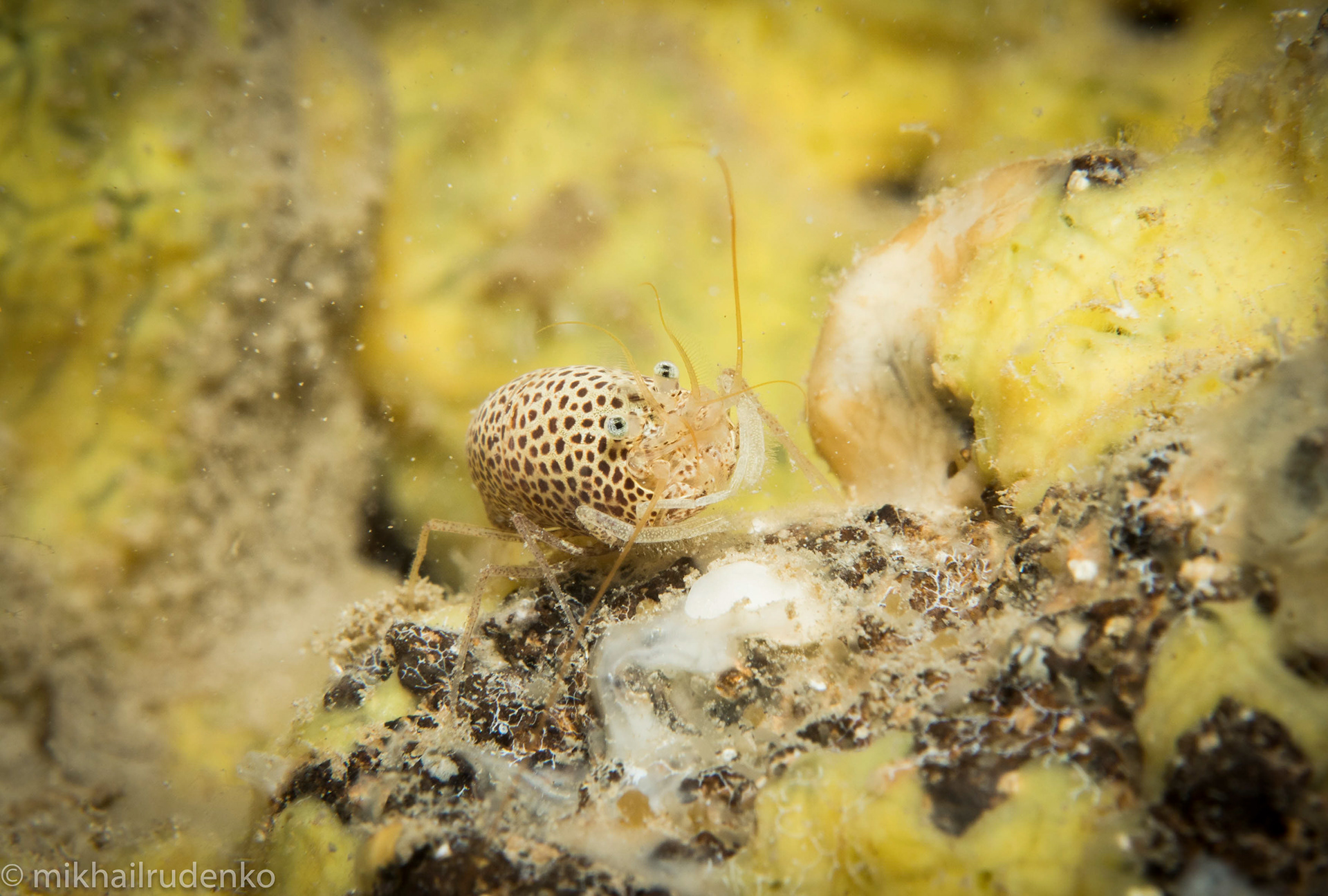 21. Spotted Cave shrimp