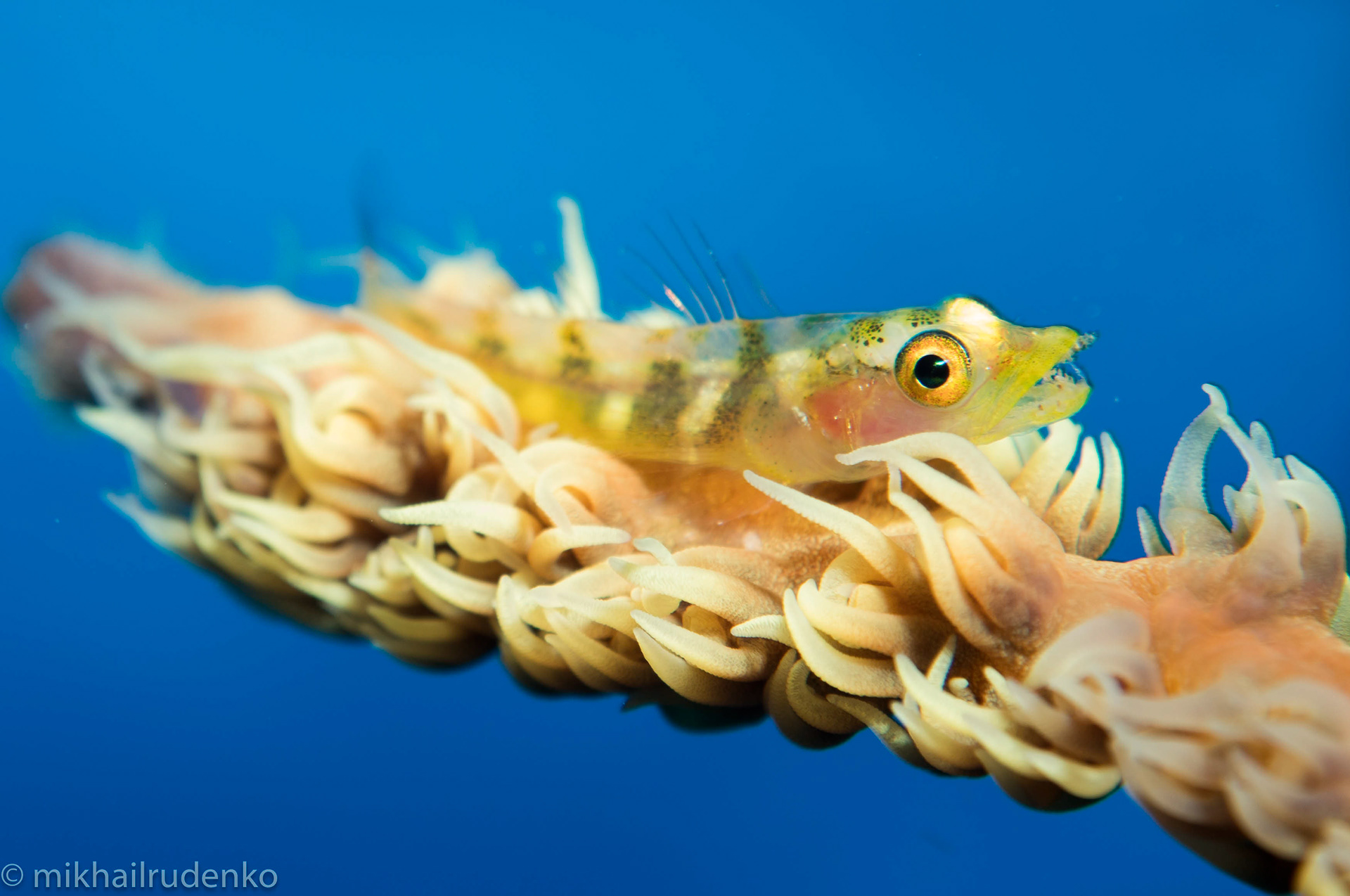 8. Wire Coral Goby