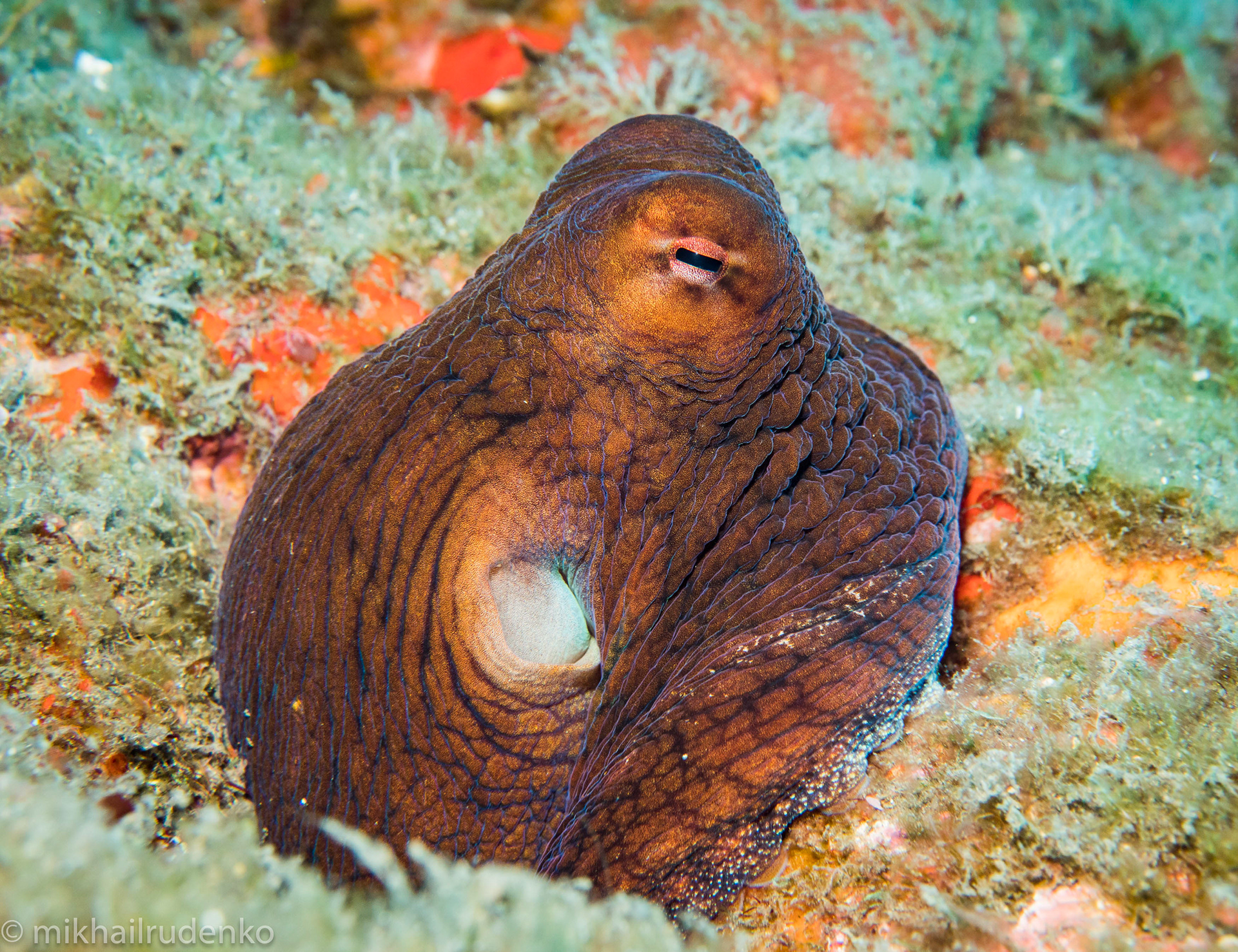 6. Curious day Octopus