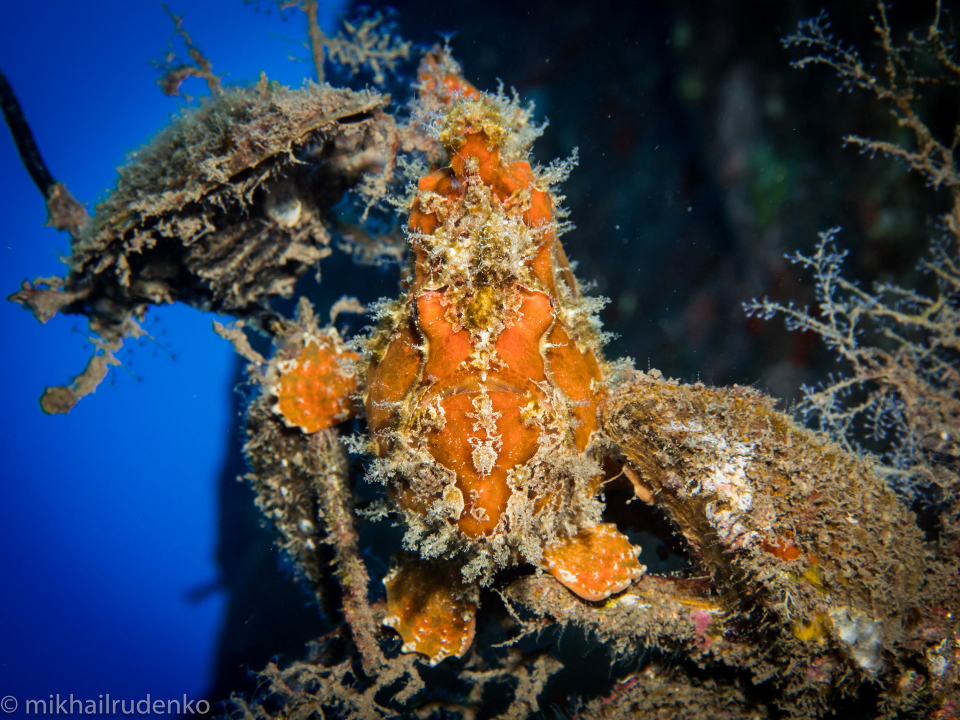 59. Commerson's Frogfish