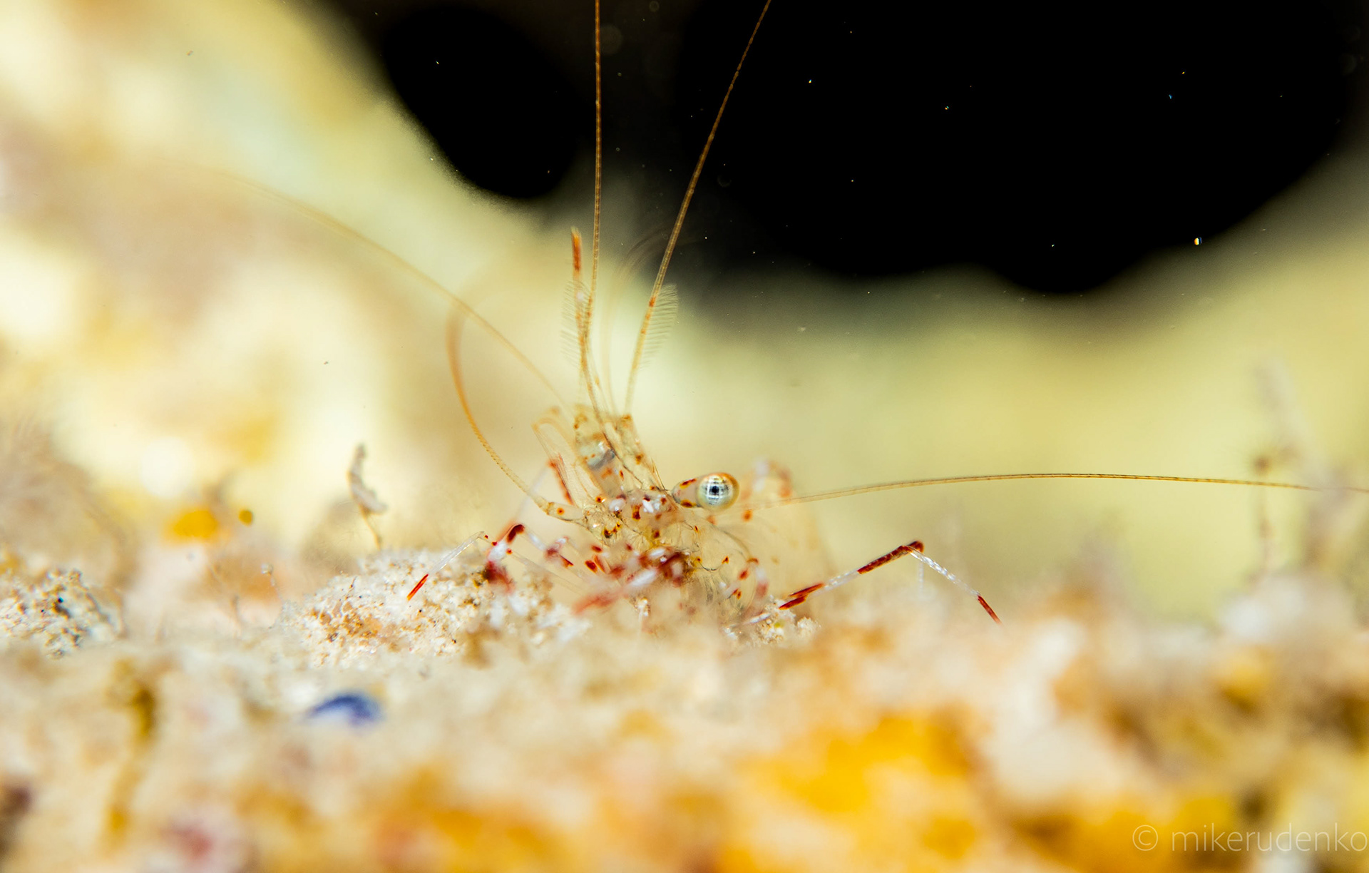 36. Clear Cleaner shrimp mugshot