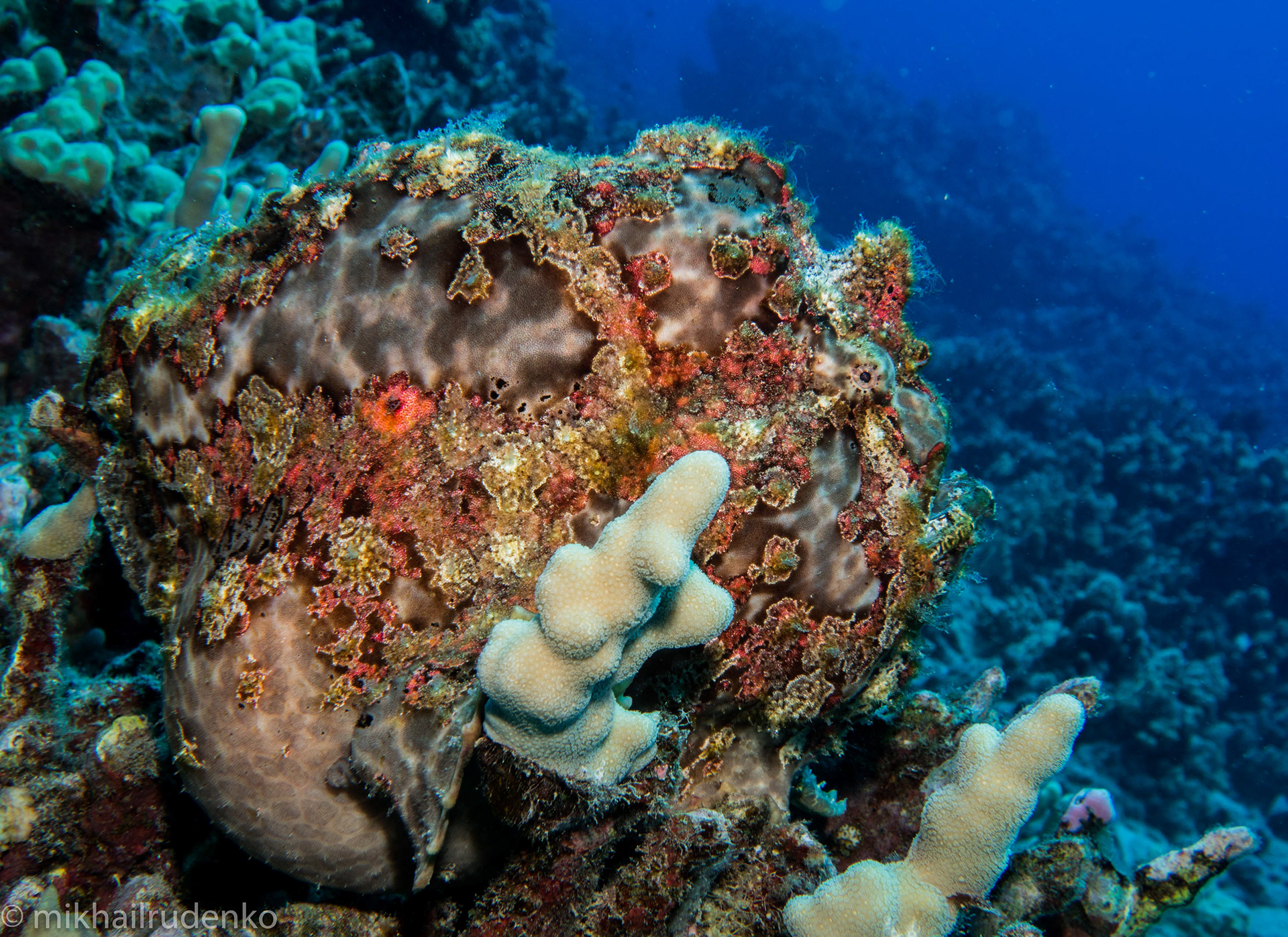 19. Big Mama super pregnant!