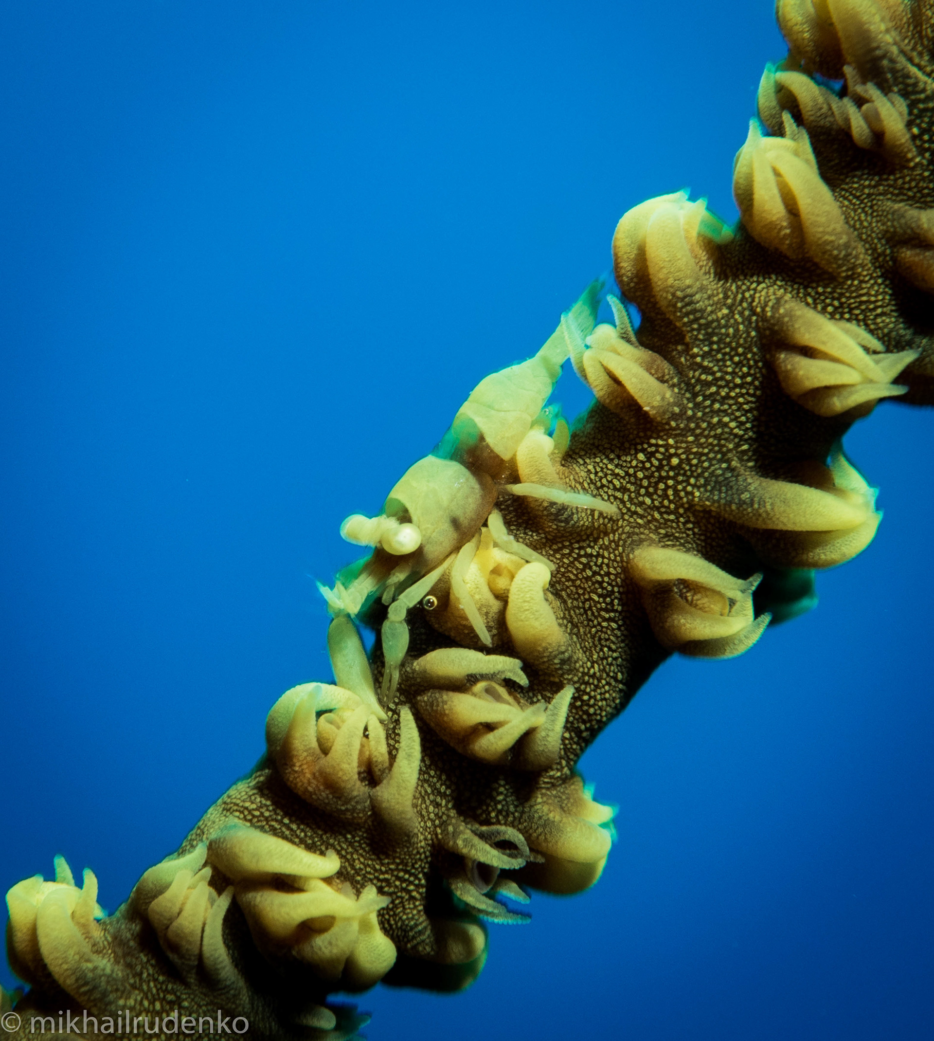 37. Barred Wire Coral Shrimp