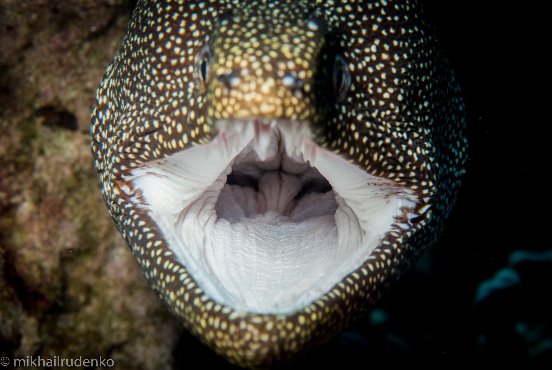 45. Whitemouth Moray