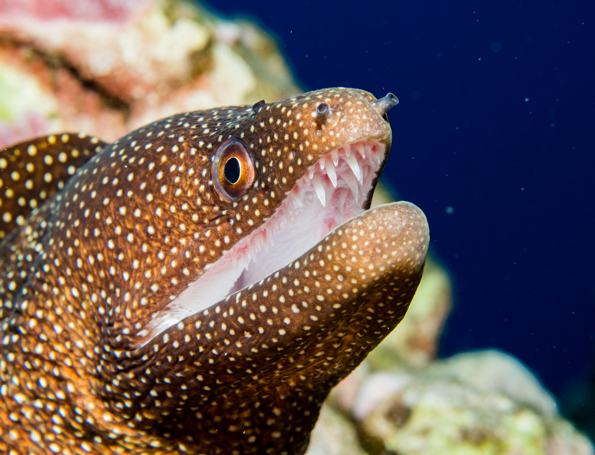23. Whitemouth moray