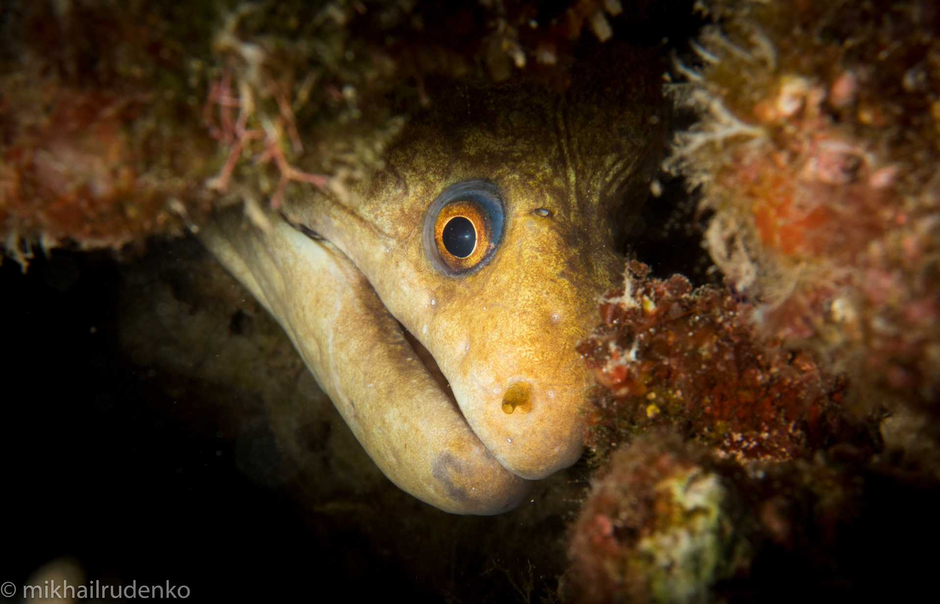 56. Yellowhead Moray