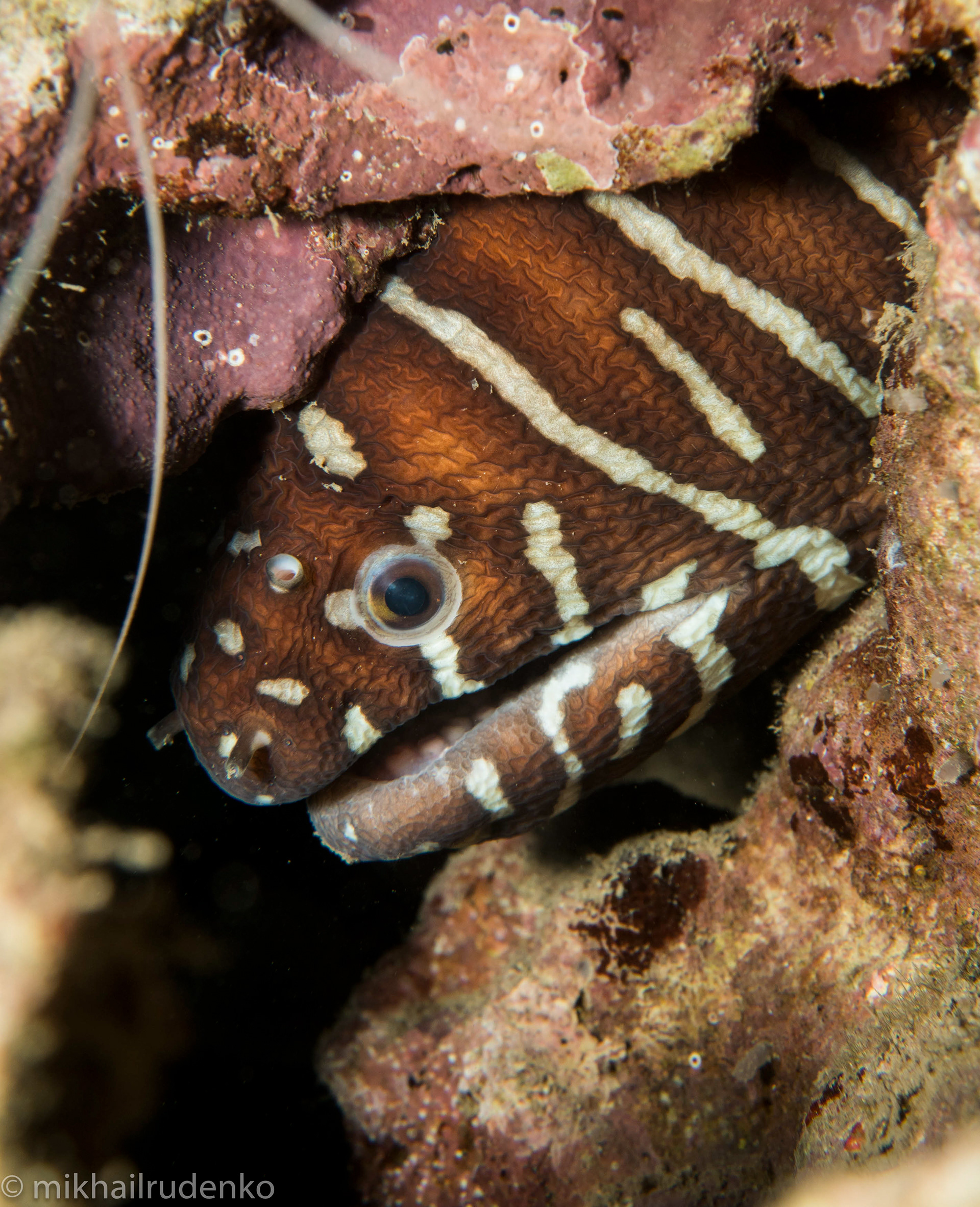 22. Zebra moray