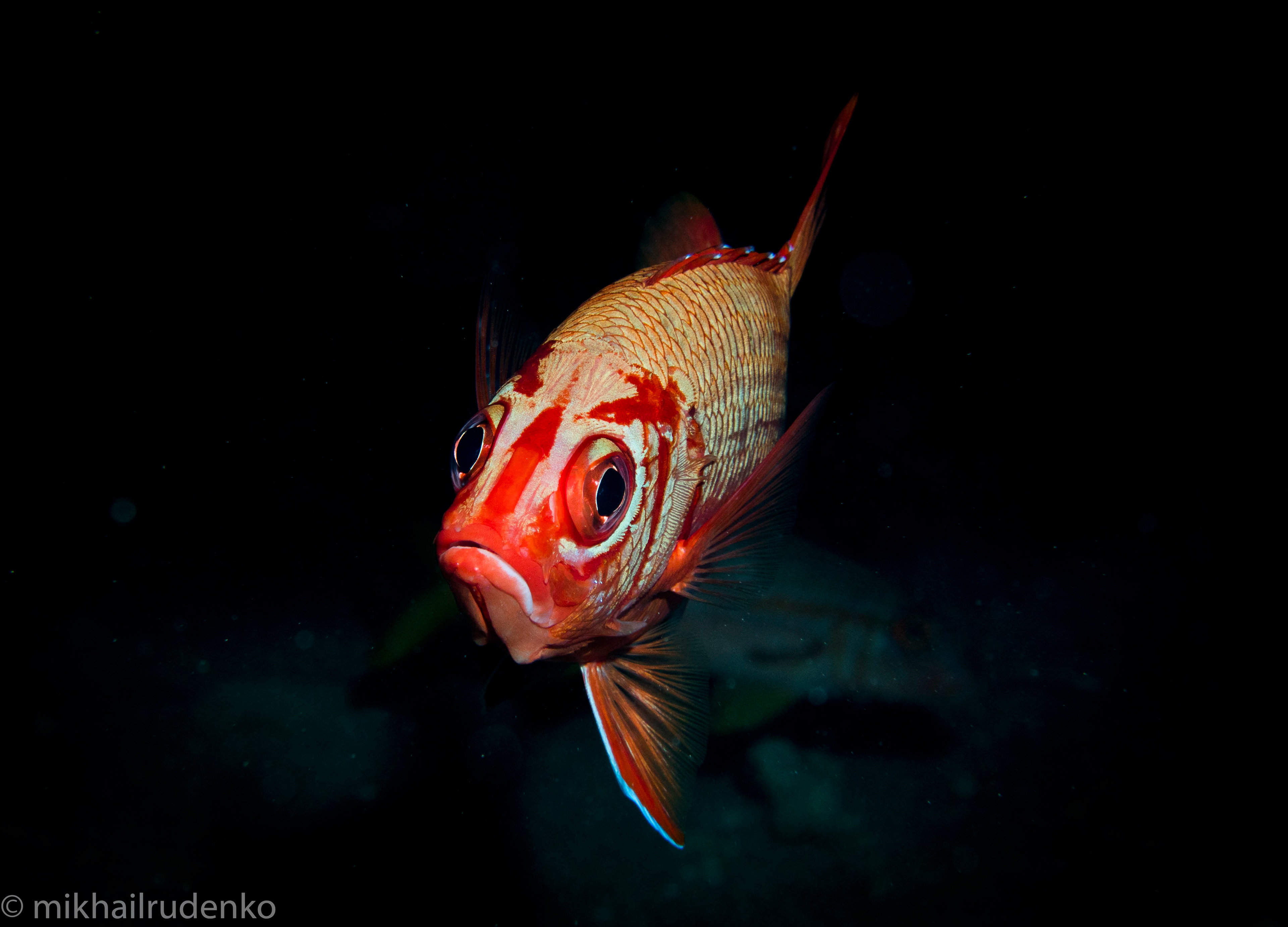 68. Bluestripe Squirrelfish