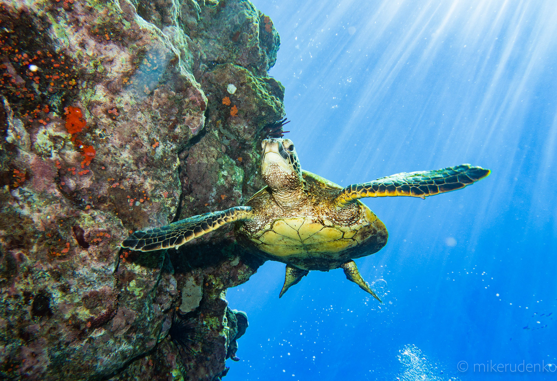 2. Green Turtle in the sun rays