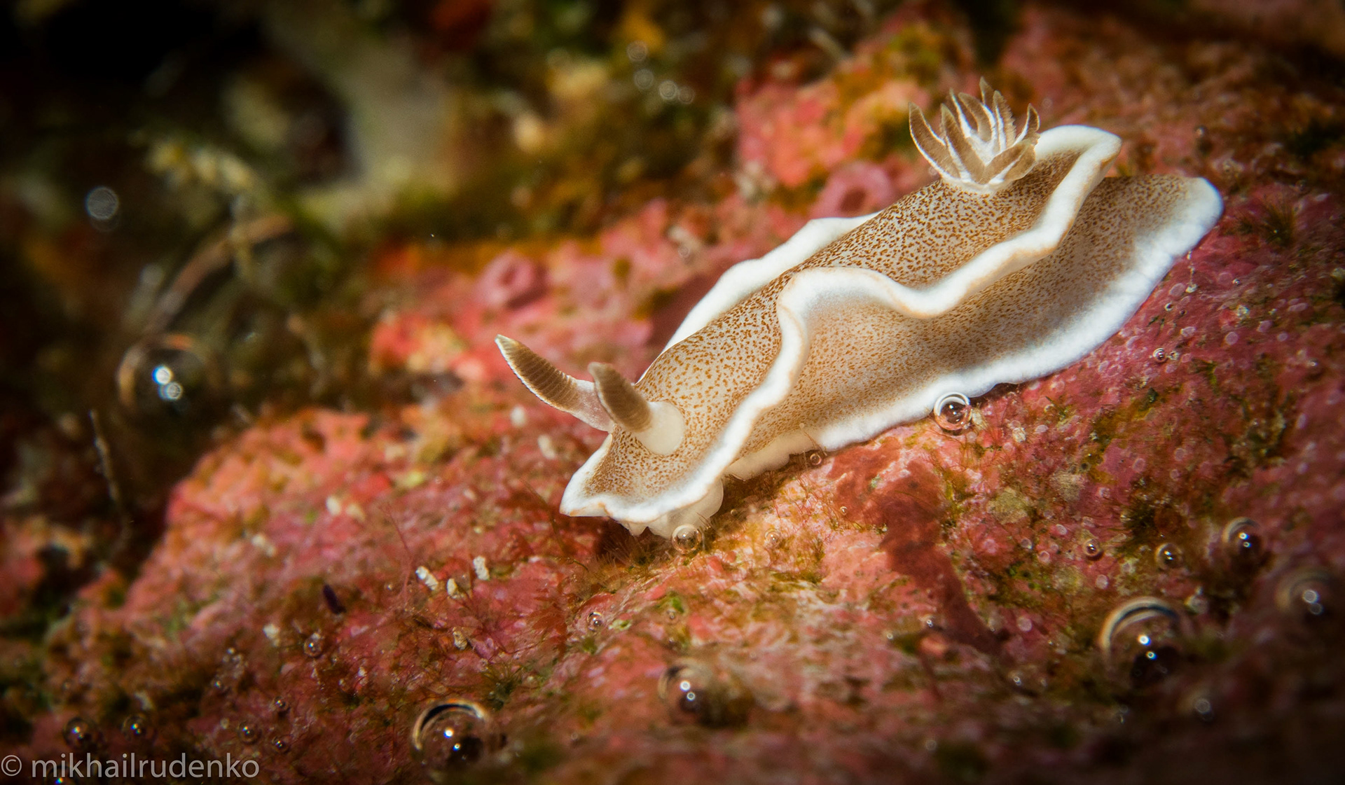 46. White-Margin nudi 